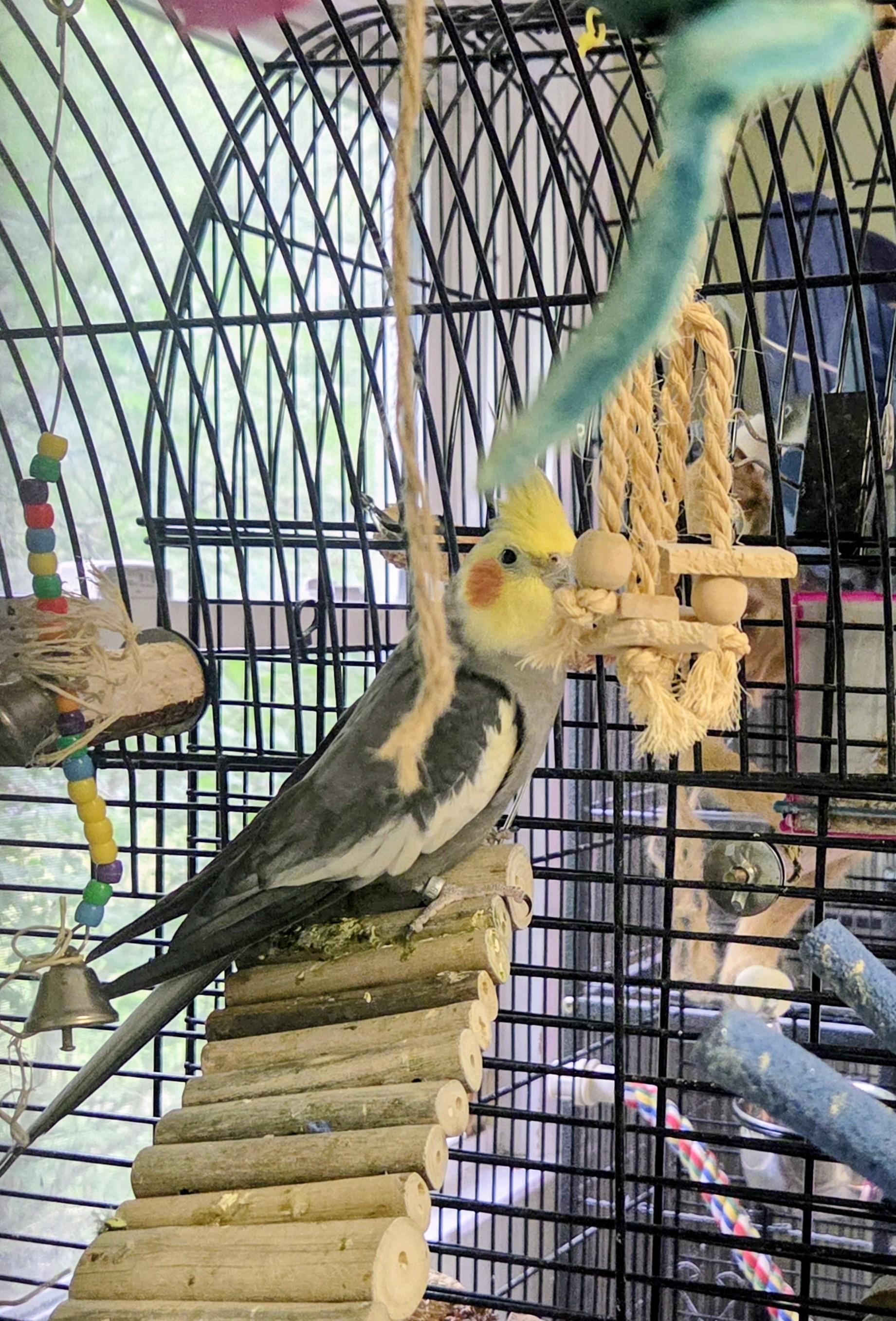Enlarge Milo, an adopted Cockatiel in Middle Island, NY image 2/3