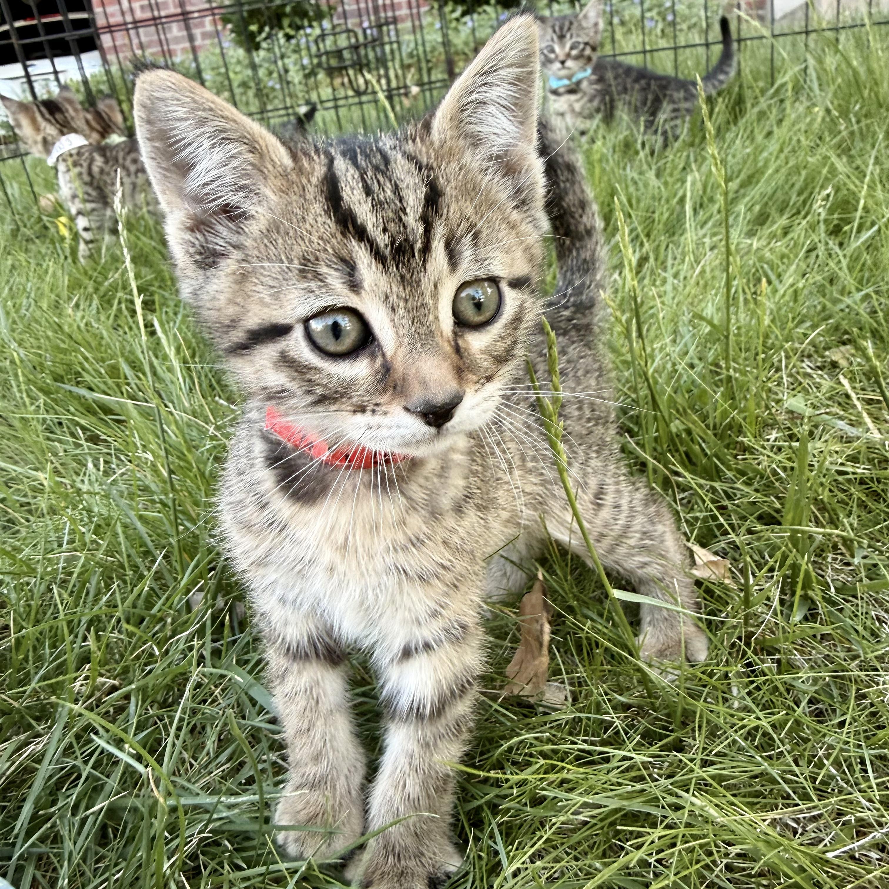 Enlarge Sugar, a ADOPTABLE mixed breed in Fort Collins, CO image 1/2
