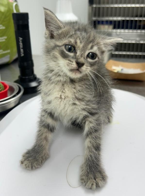 Richie, Adoptable, Kitten Male Domestic Short Hair.
