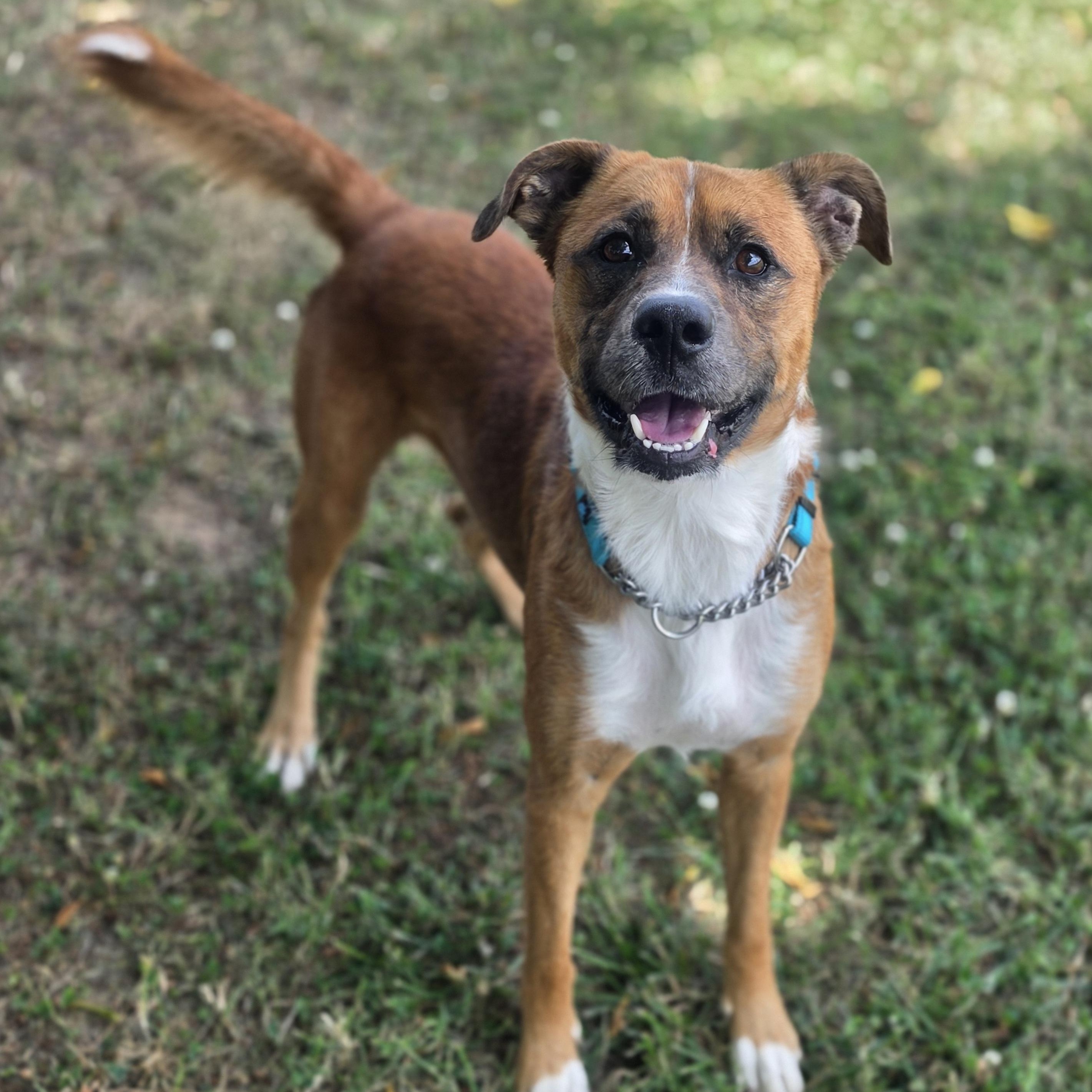 Atticus, a ADOPTABLE mixed breed in Lowell, AR image 5/6