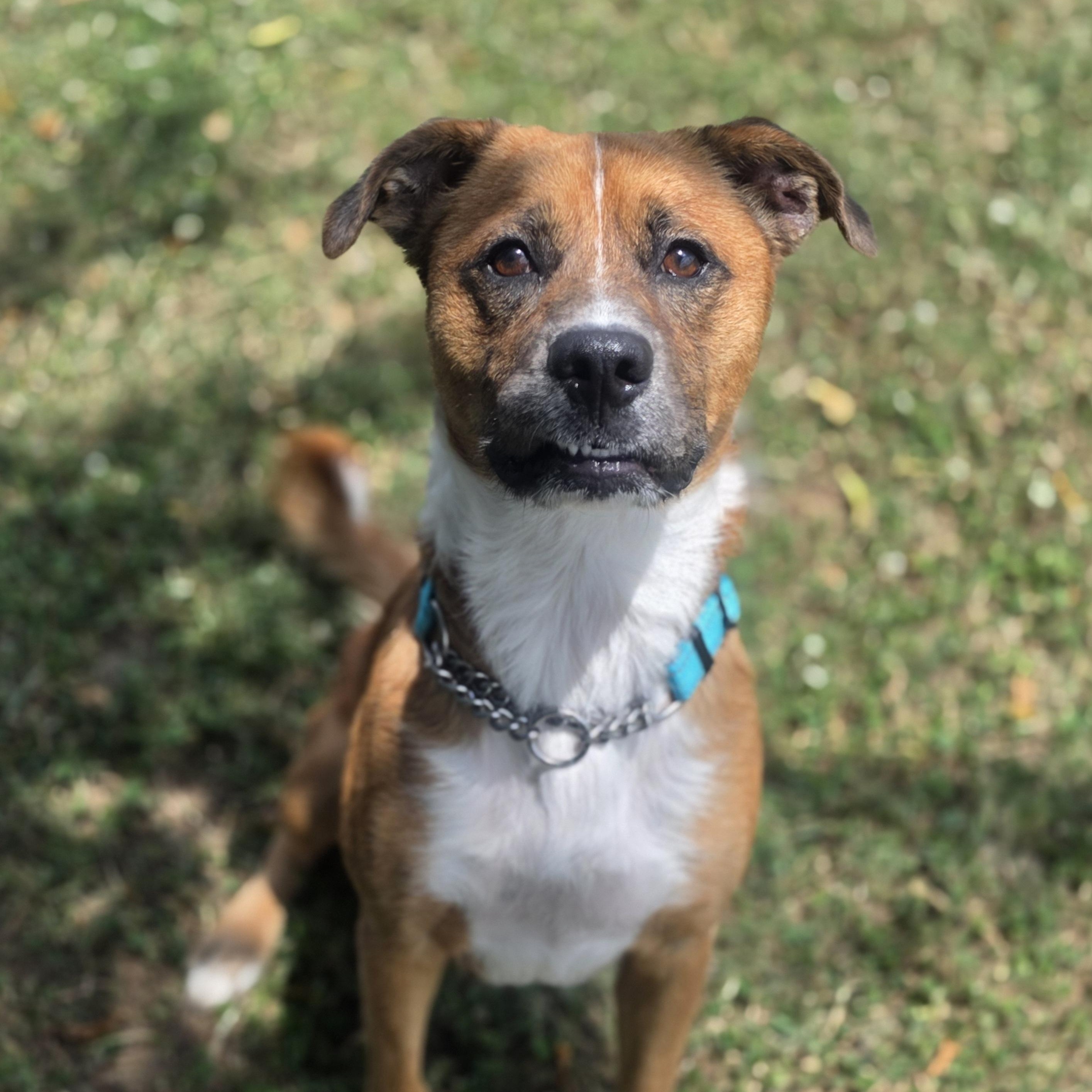 Atticus, a ADOPTABLE mixed breed in Lowell, AR image 2/6