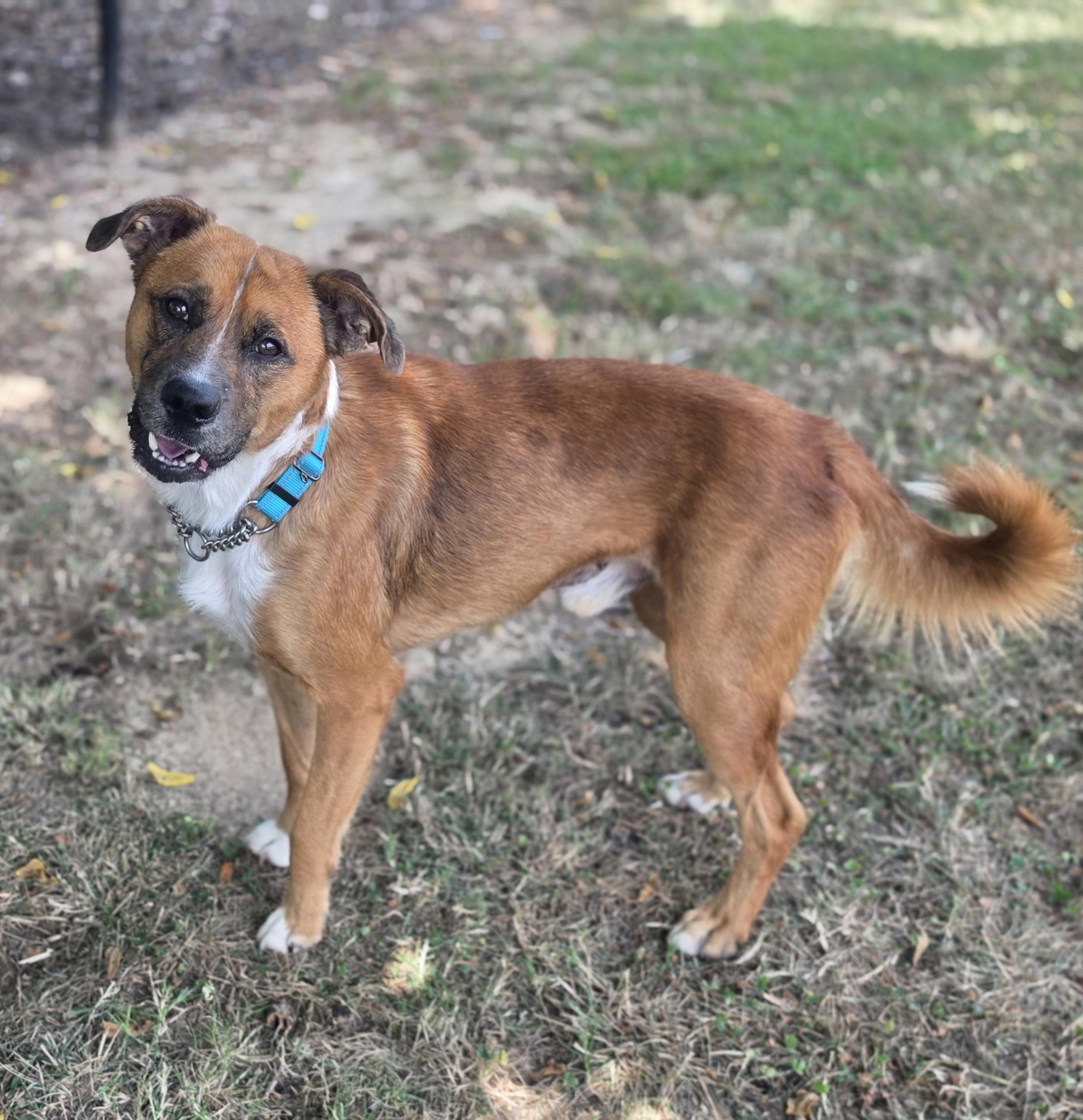 Atticus, ADOPTABLE, Young Male German Shepherd Dog.