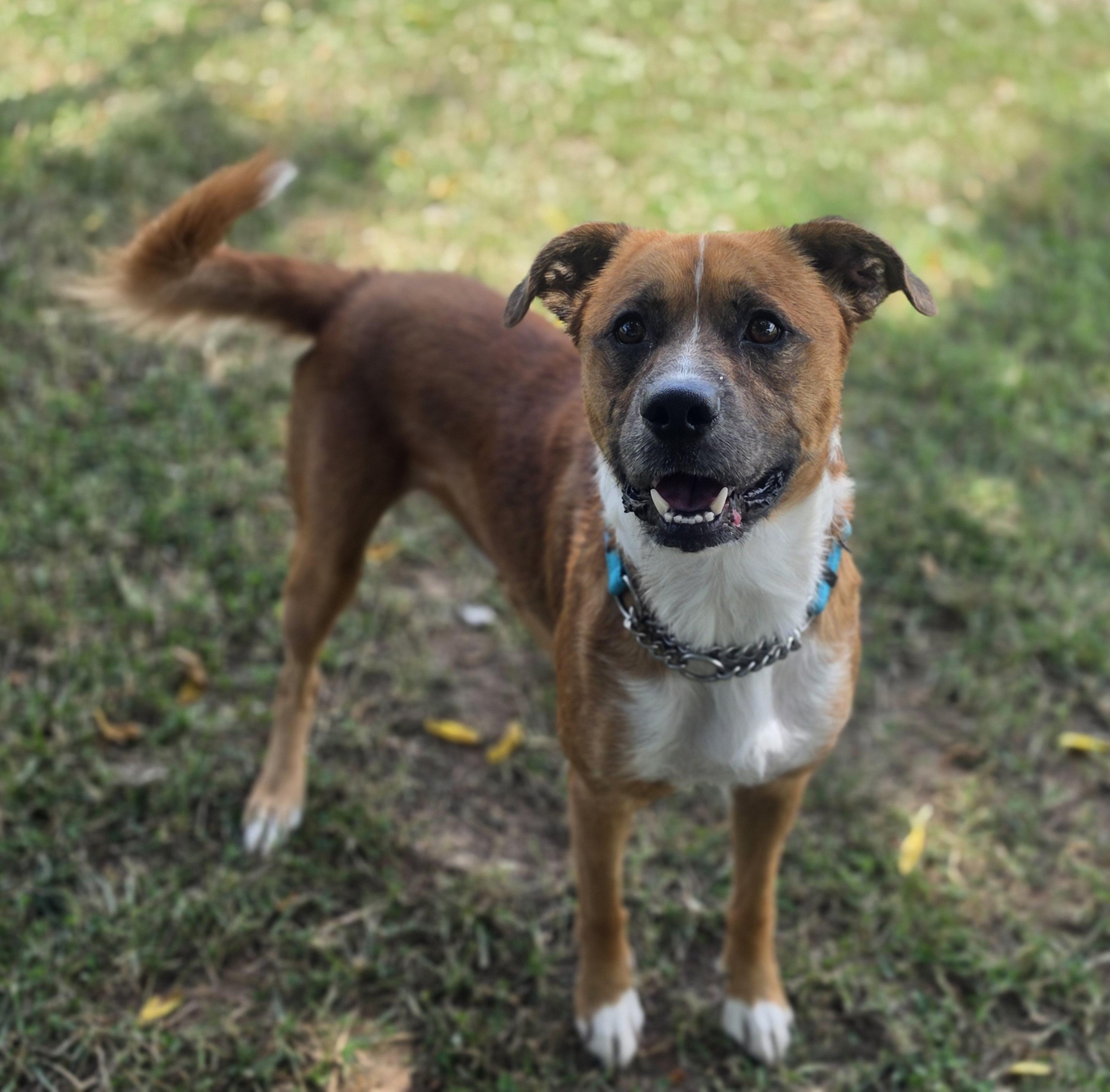 Atticus, a ADOPTABLE mixed breed in Lowell, AR image 3/6