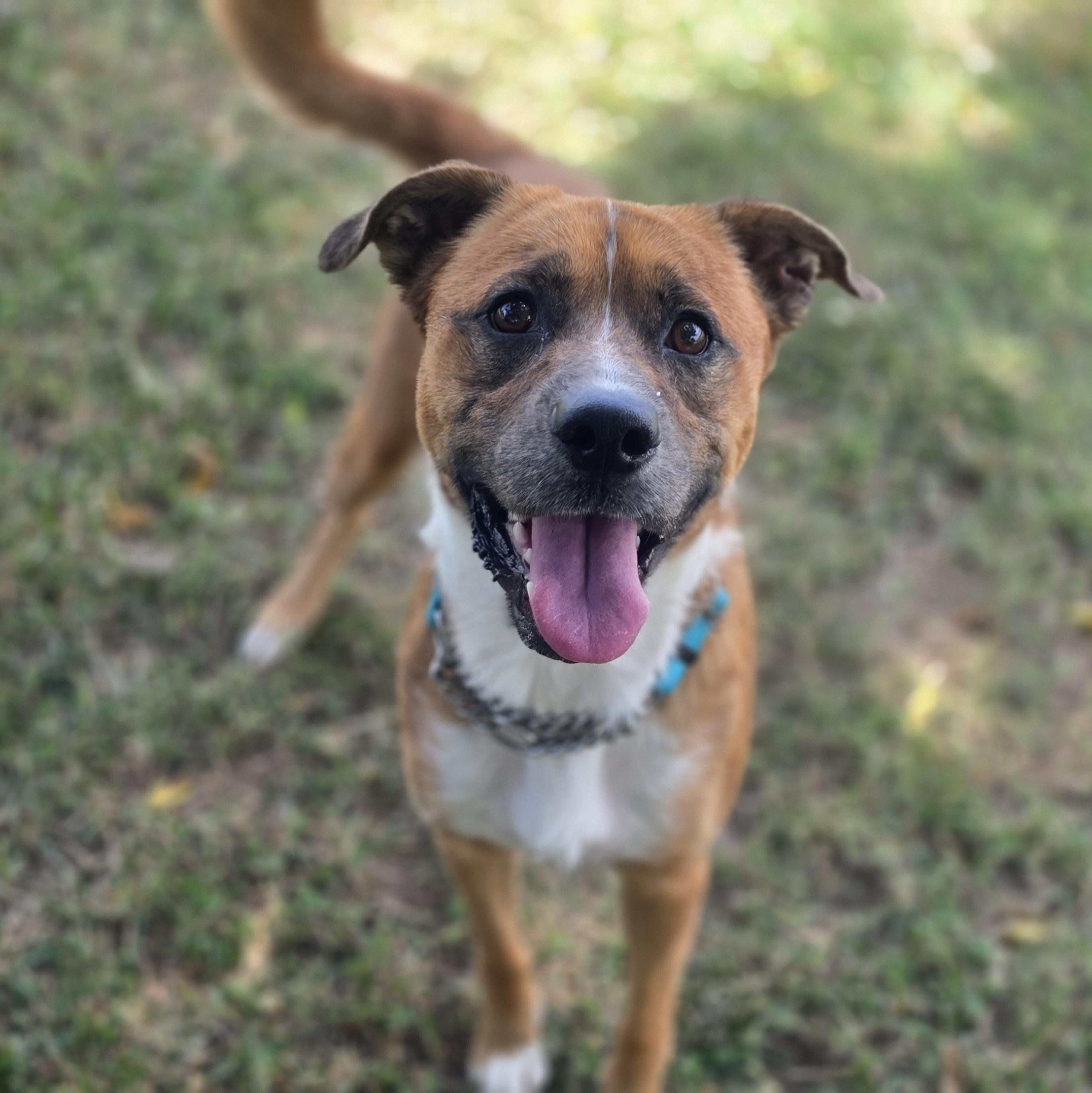 Atticus, a ADOPTABLE mixed breed in Lowell, AR image 4/6