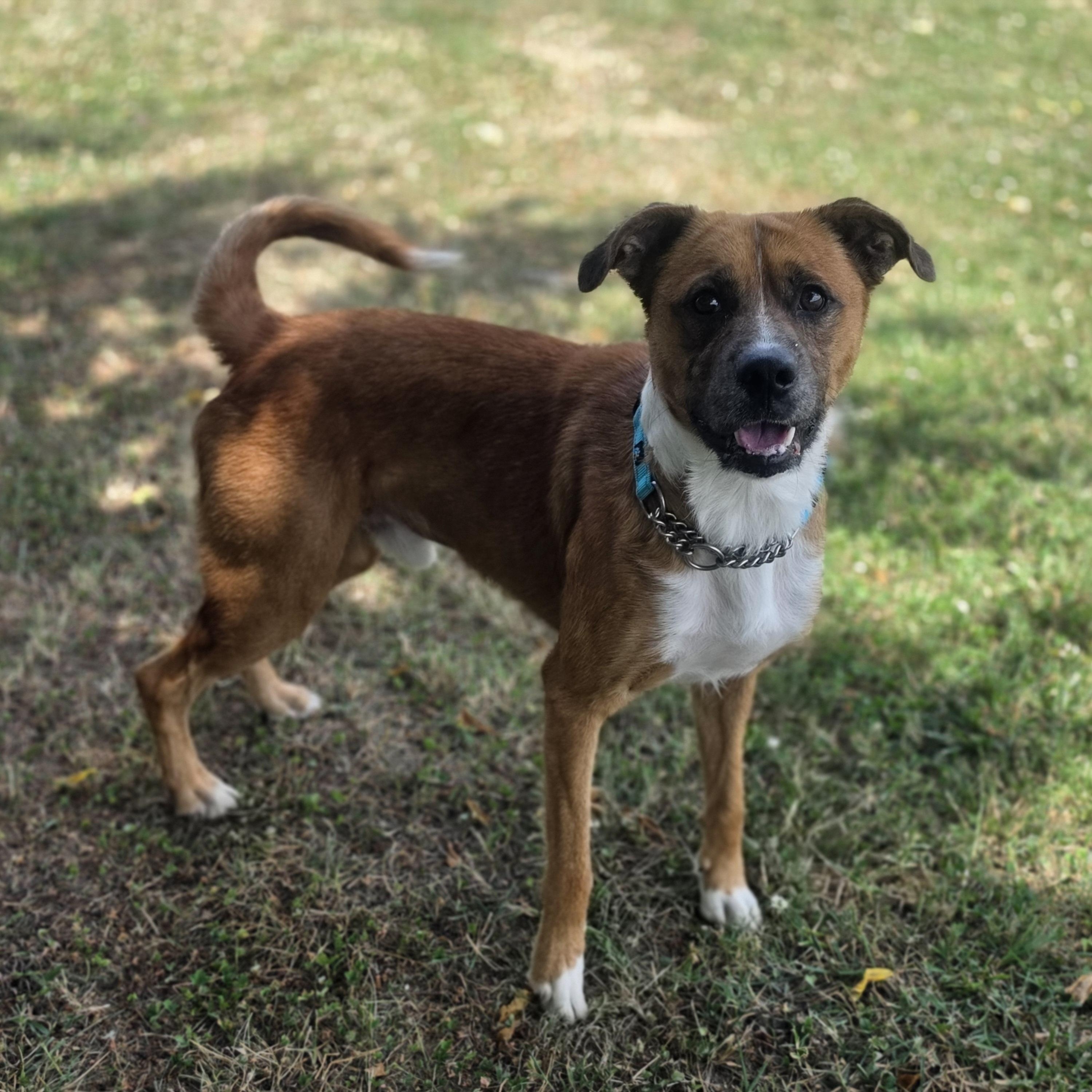 Atticus, a ADOPTABLE mixed breed in Lowell, AR image 6/6