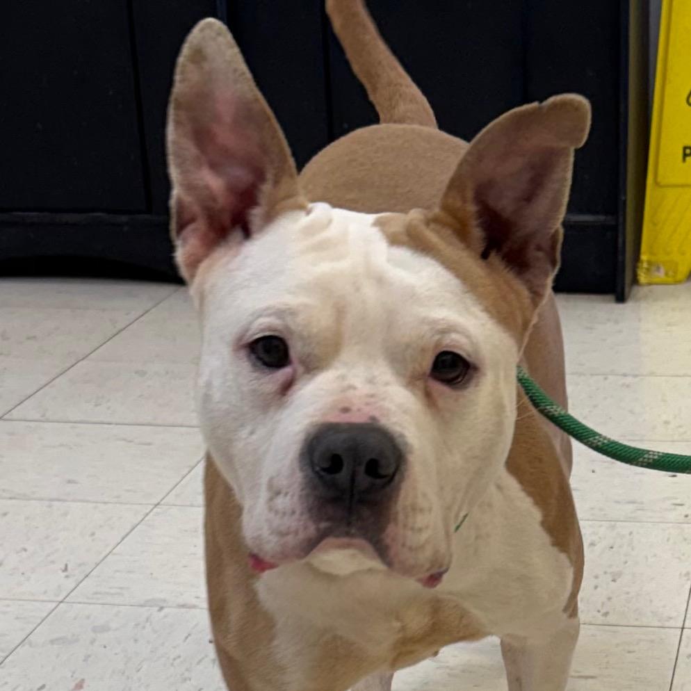 Eden, Adoptable, Young Female Pit Bull Terrier & American Bulldog.