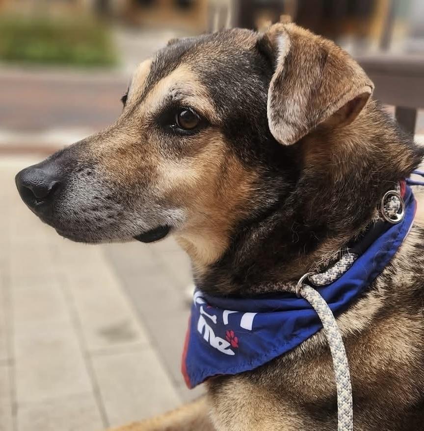 Rainbow, ADOPTABLE, Senior Male Shepherd & Labrador Retriever.