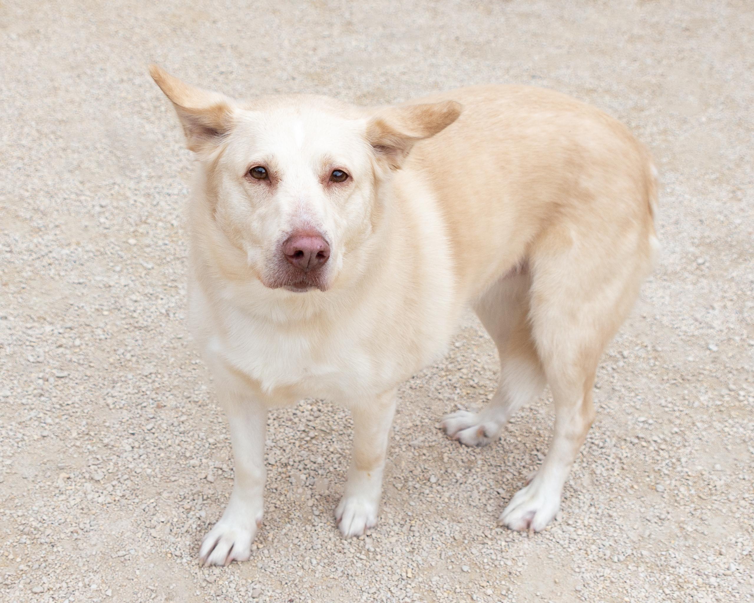 Jade, an adoptable Golden Retriever, Siberian Husky in Winnipeg, MB, R3E 3N8 | Photo Image 2