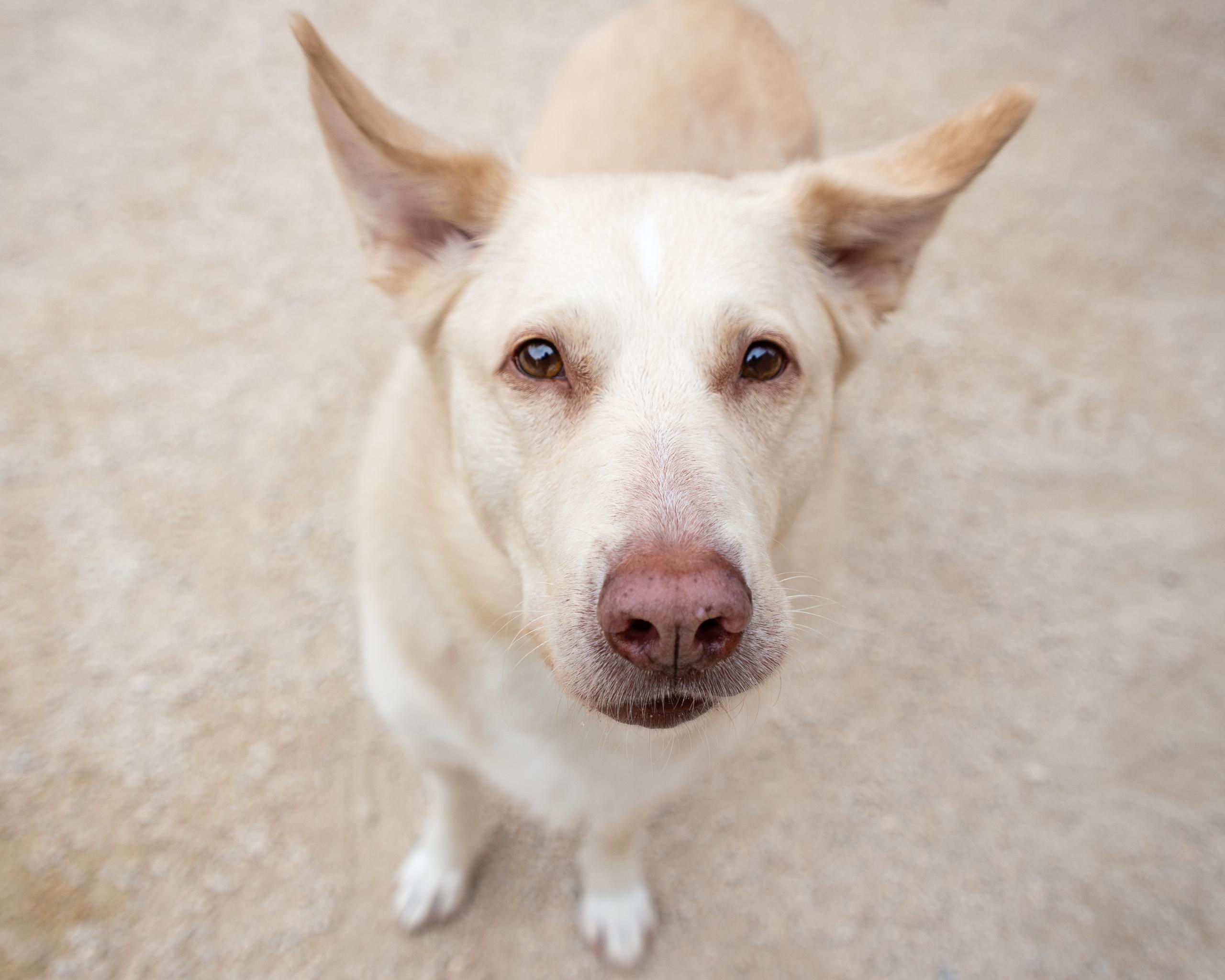 Jade, an adoptable Golden Retriever, Siberian Husky in Winnipeg, MB, R3E 3N8 | Photo Image 1