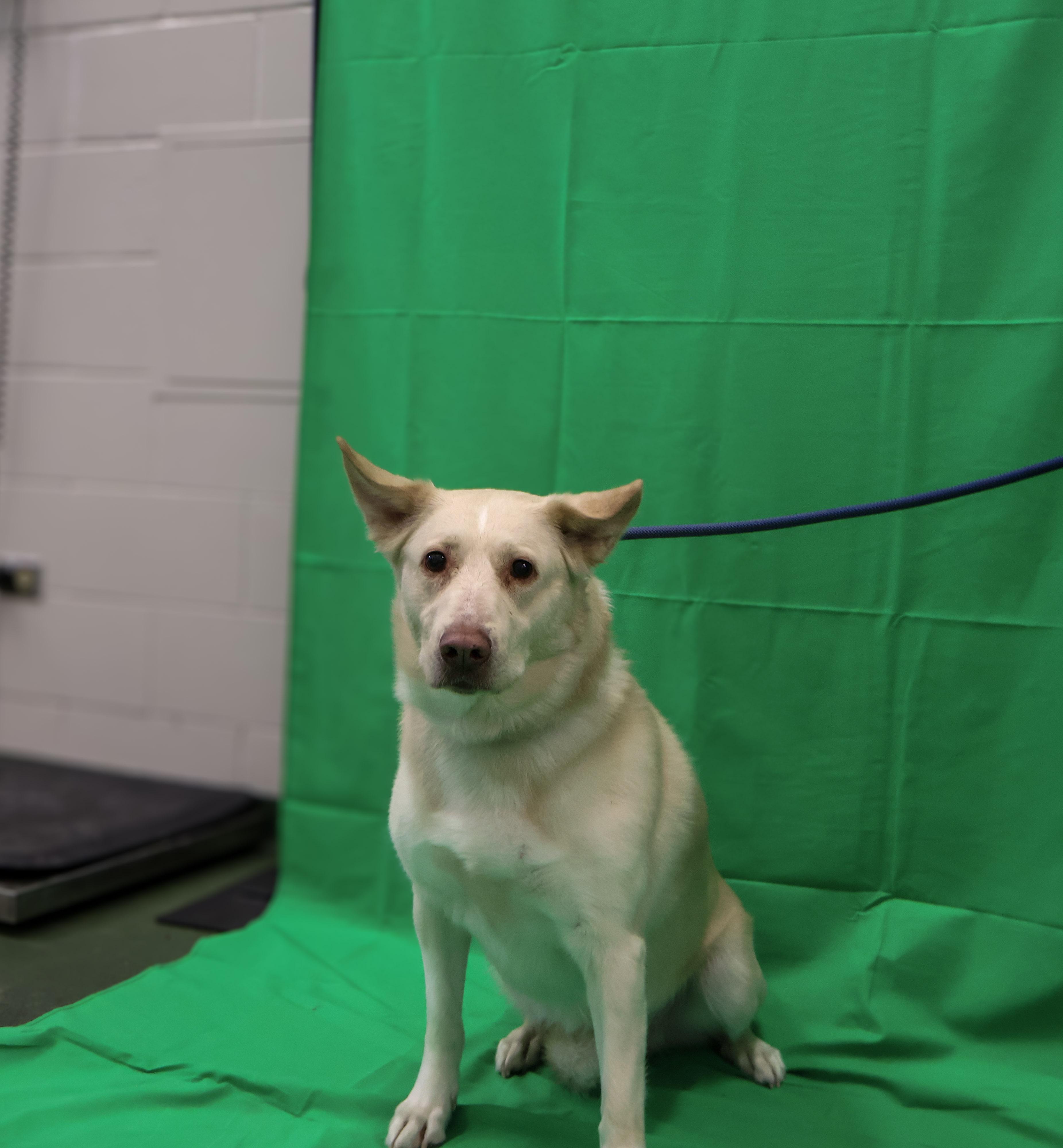 Jade, an adoptable Golden Retriever, Siberian Husky in Winnipeg, MB, R3E 3N8 | Photo Image 4