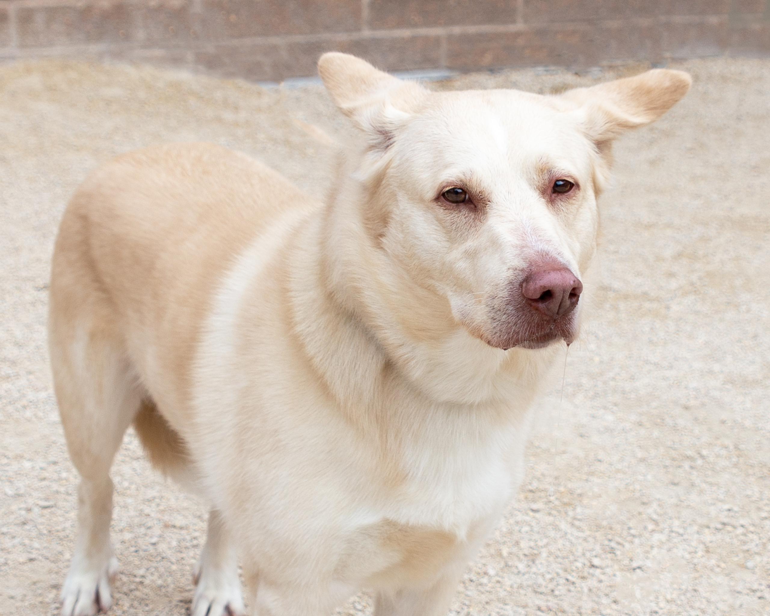 Jade, an adoptable Golden Retriever, Siberian Husky in Winnipeg, MB, R3E 3N8 | Photo Image 3