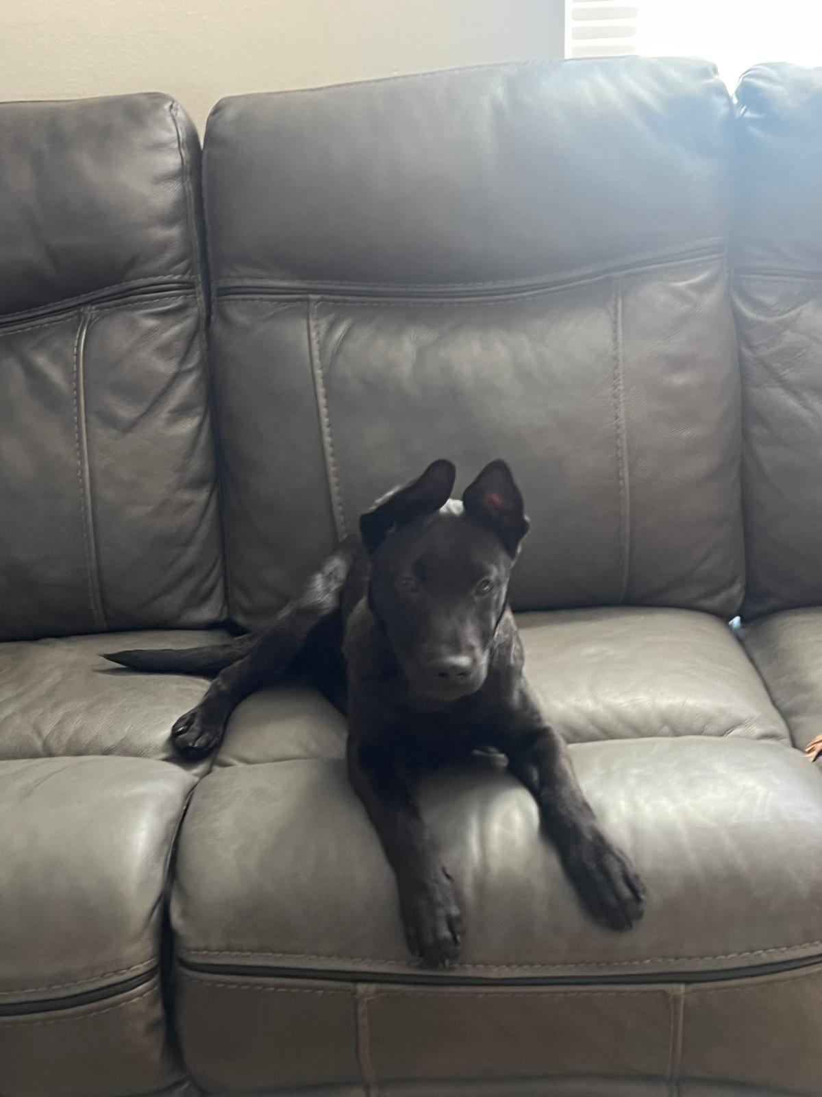 Enlarge Roger, a ADOPTABLE mixed breed in tampa, FL image 1/4