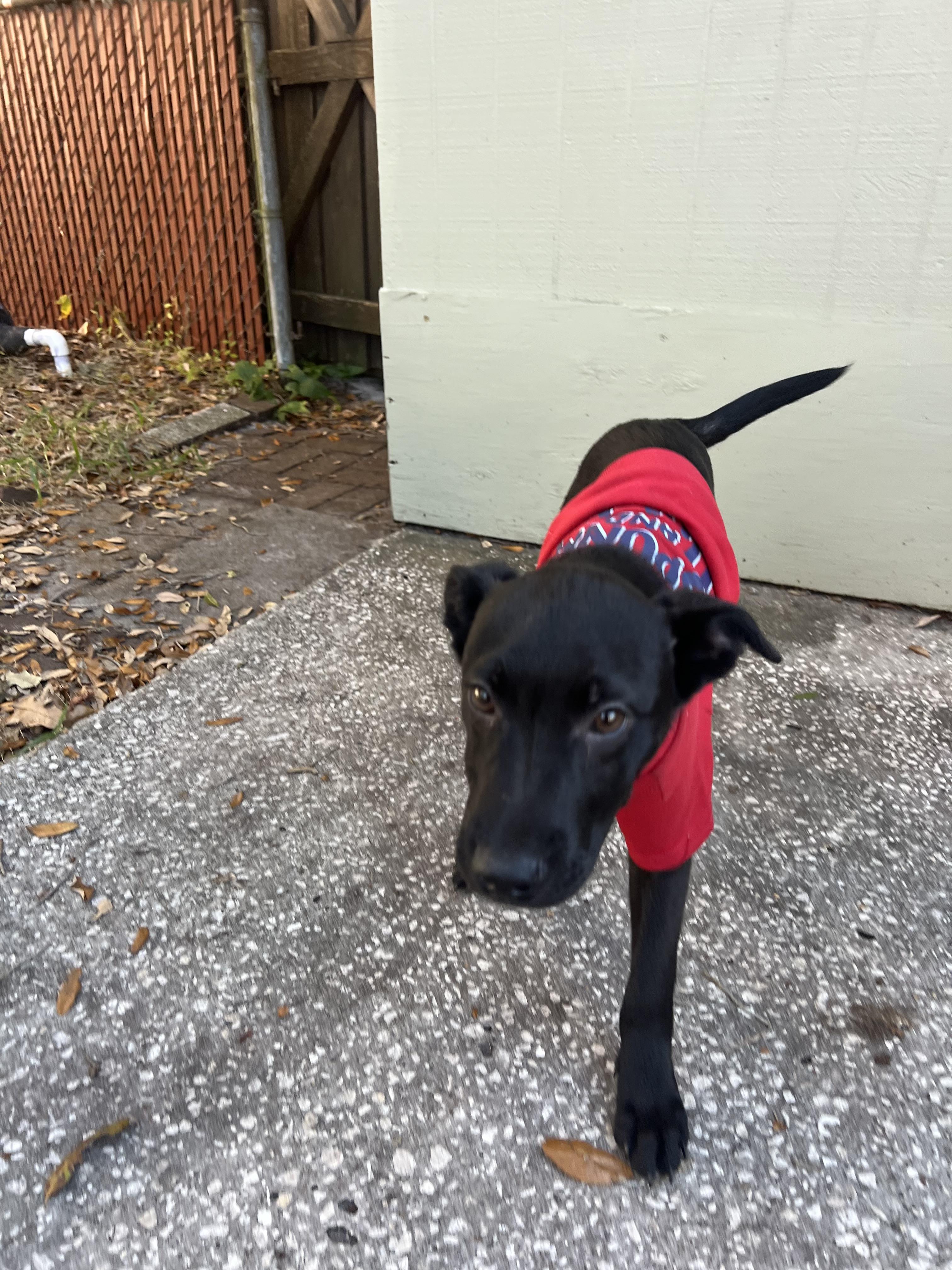 Enlarge Roger, a ADOPTABLE mixed breed in tampa, FL image 4/4