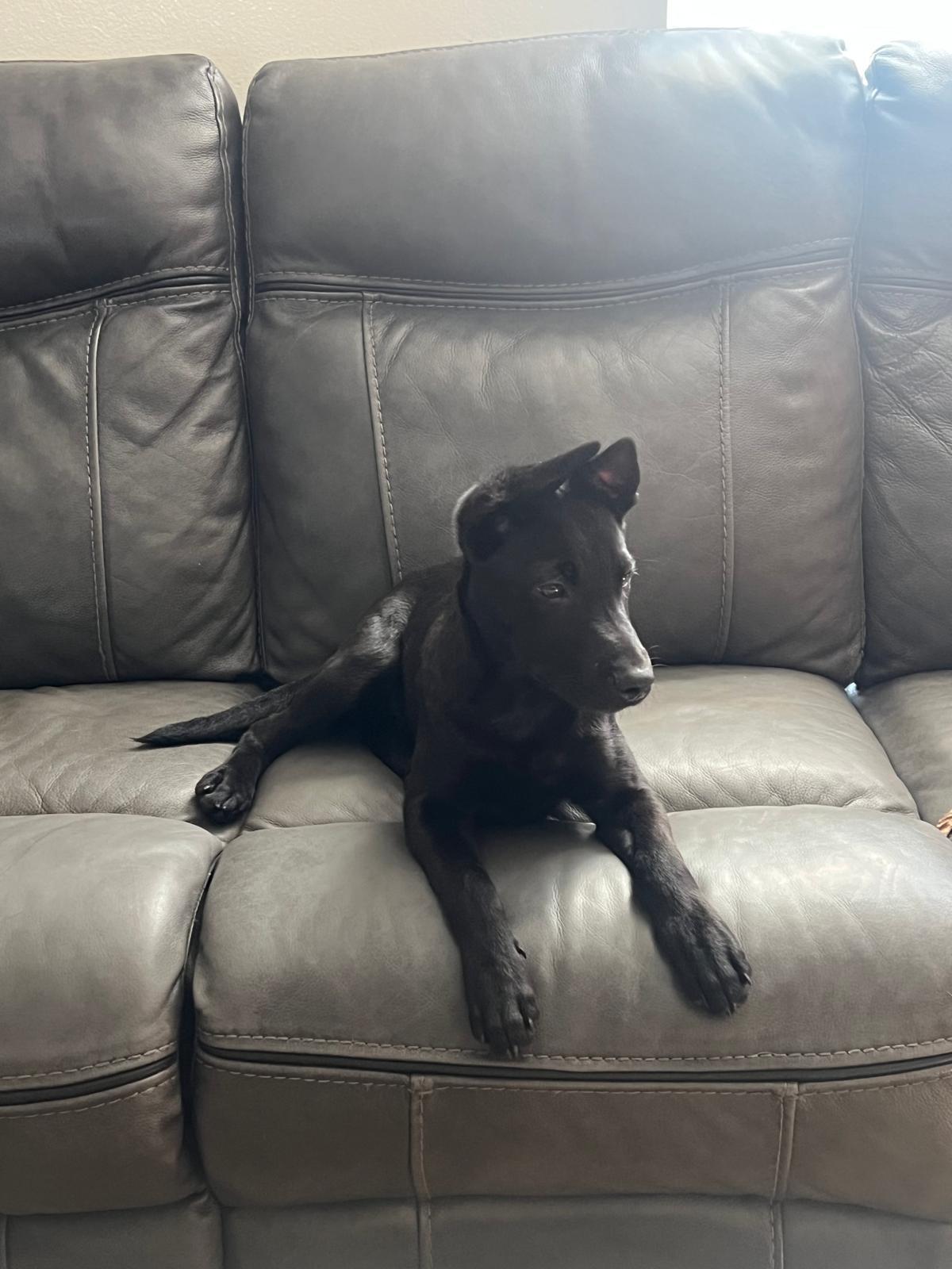 Enlarge Roger, a ADOPTABLE mixed breed in tampa, FL image 3/4