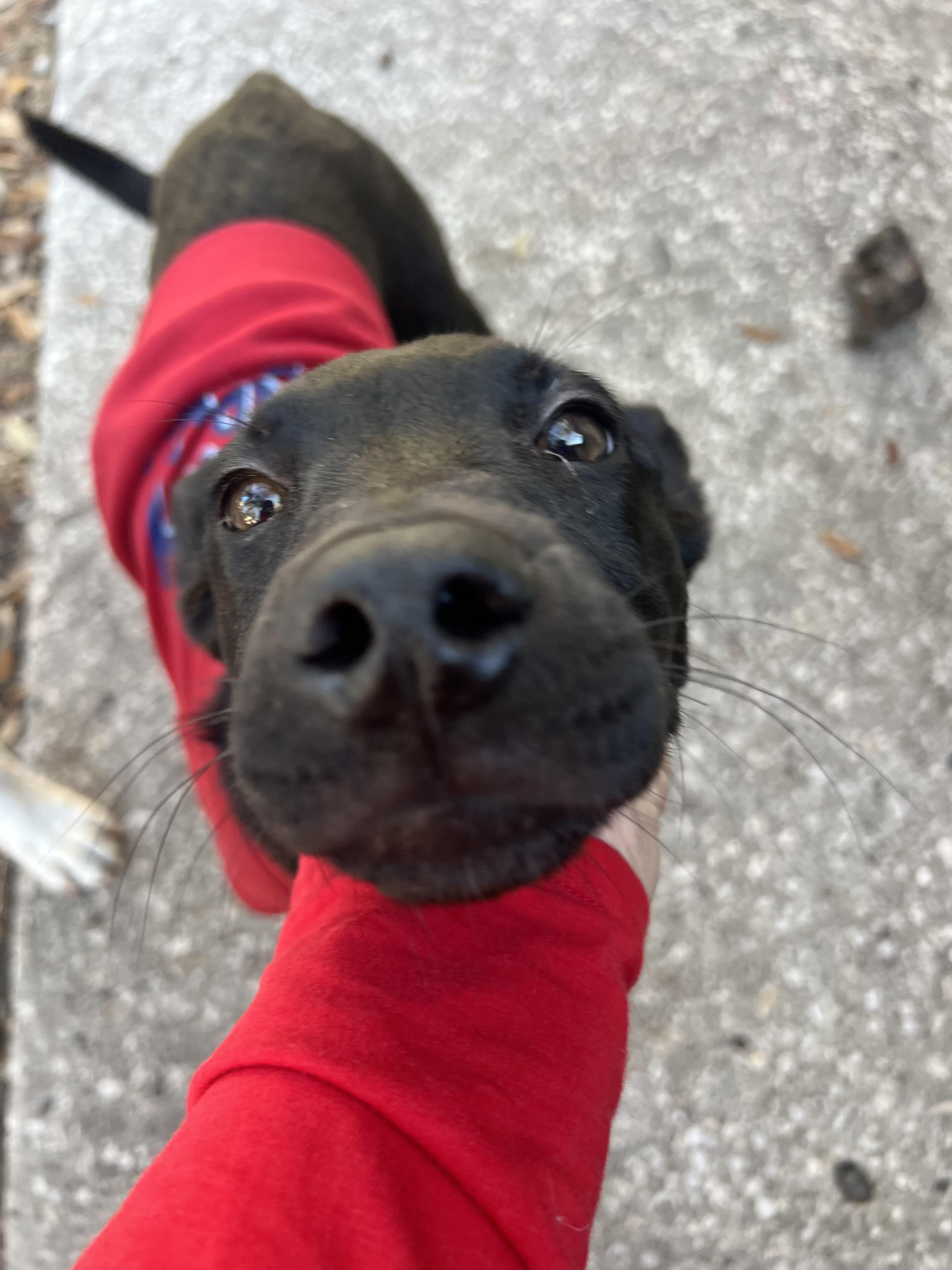 Enlarge Roger, a ADOPTABLE mixed breed in tampa, FL image 2/4