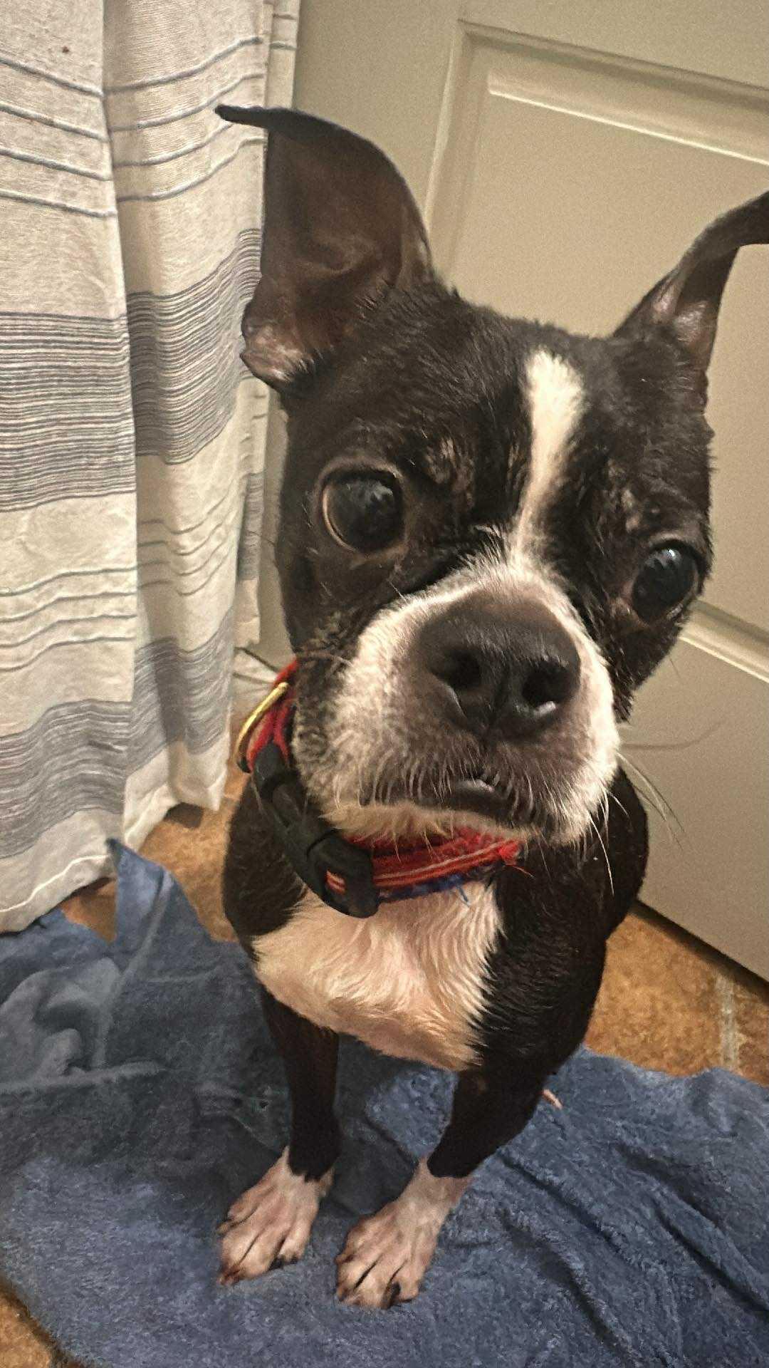 Pixel (Erin-fostered in TN)
