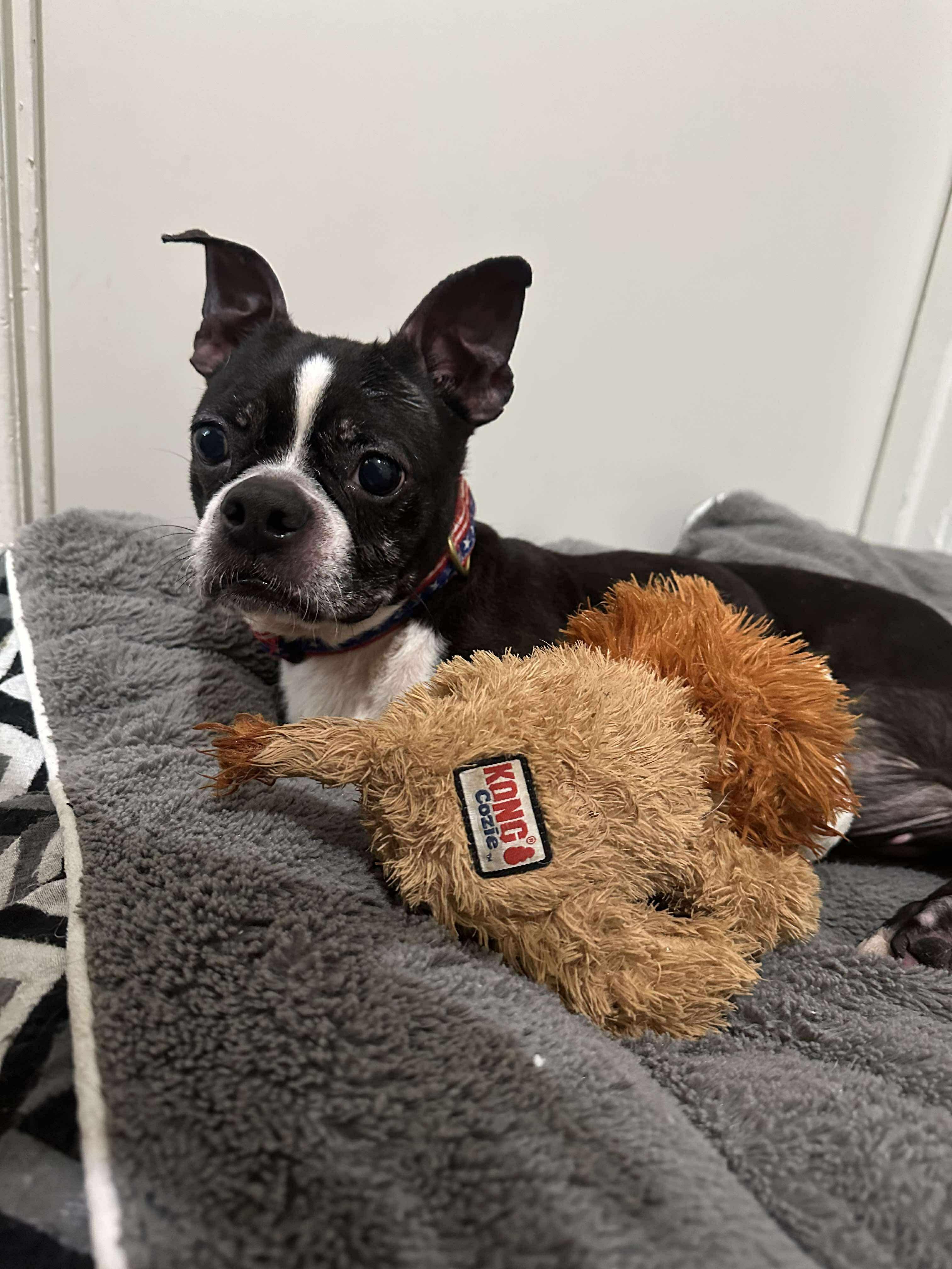 Pixel (Erin-fostered in TN) photo 2