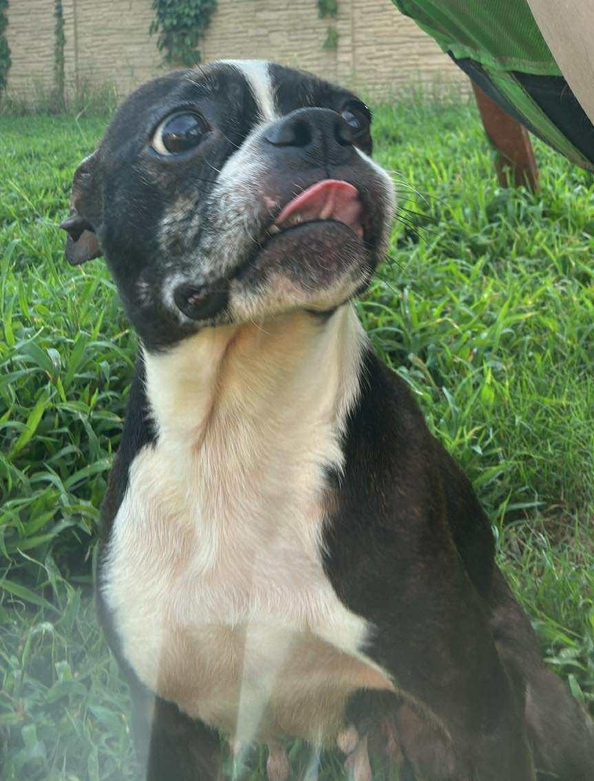 Pixel (Erin-fostered in TN), Young Female unknown