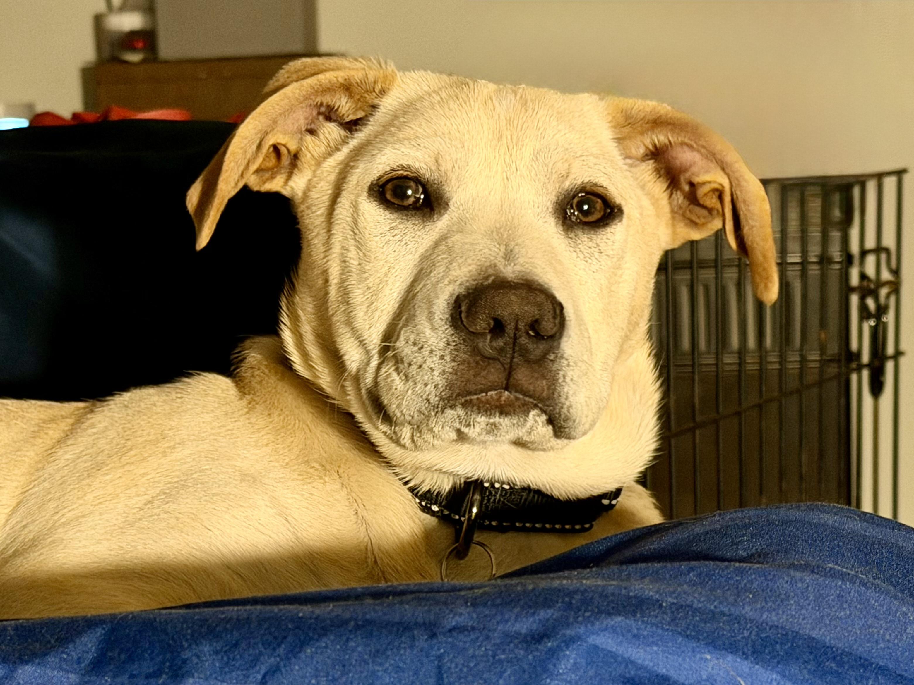 Enlarge Mike , a ADOPTABLE mixed breed in Succasunna, NJ image 1/4