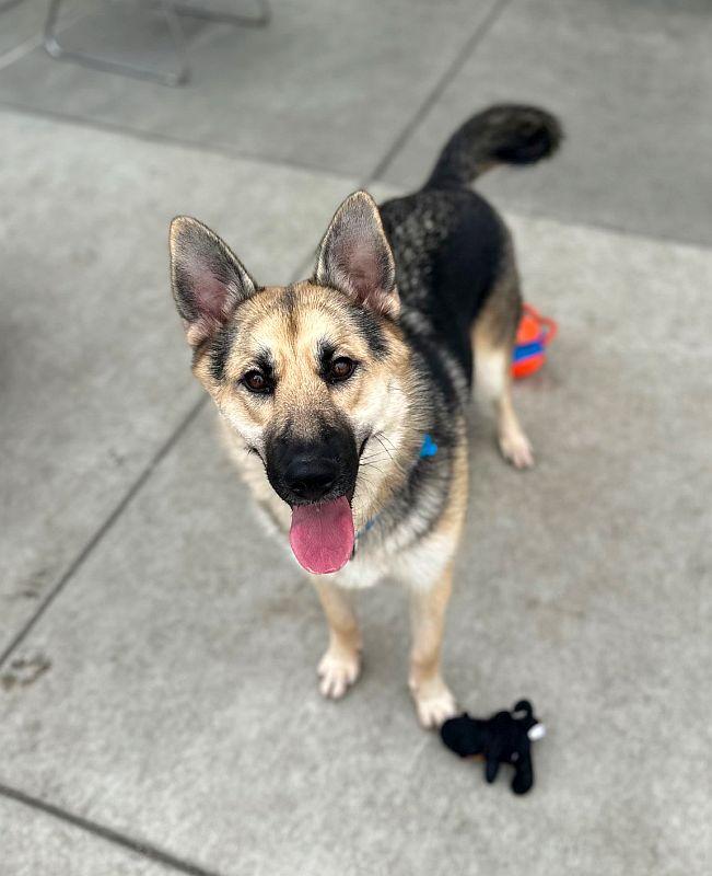 Roni, Adoptable, Puppy Female German Shepherd Dog.