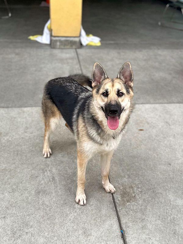 Roni, a Adoptable German Shepherd Dog in Berkeley, CA image 2/6