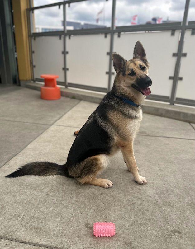 Roni, a Adoptable German Shepherd Dog in Berkeley, CA image 3/6
