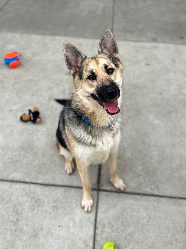 Roni, a Adoptable German Shepherd Dog in Berkeley, CA image 4/6