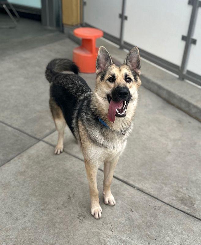 Roni, a Adoptable German Shepherd Dog in Berkeley, CA image 5/6