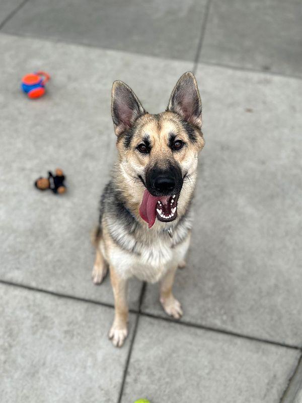 Roni, a Adoptable German Shepherd Dog in Berkeley, CA image 6/6