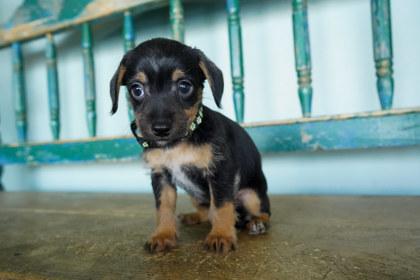 Cosmic Stardust, Adoptable, Puppy Male Chihuahua & Mixed Breed.