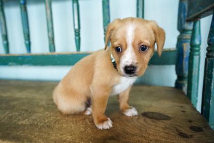 Enlarge Cosmic Stardust, a Adoptable mixed breed in San Antonio, TX image 1/1