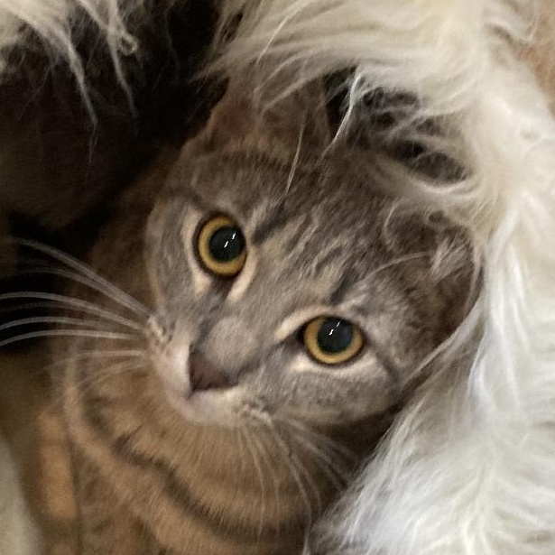Raspberry, a Adoptable Domestic Short Hair in Grand Rapids, MN image 2/6