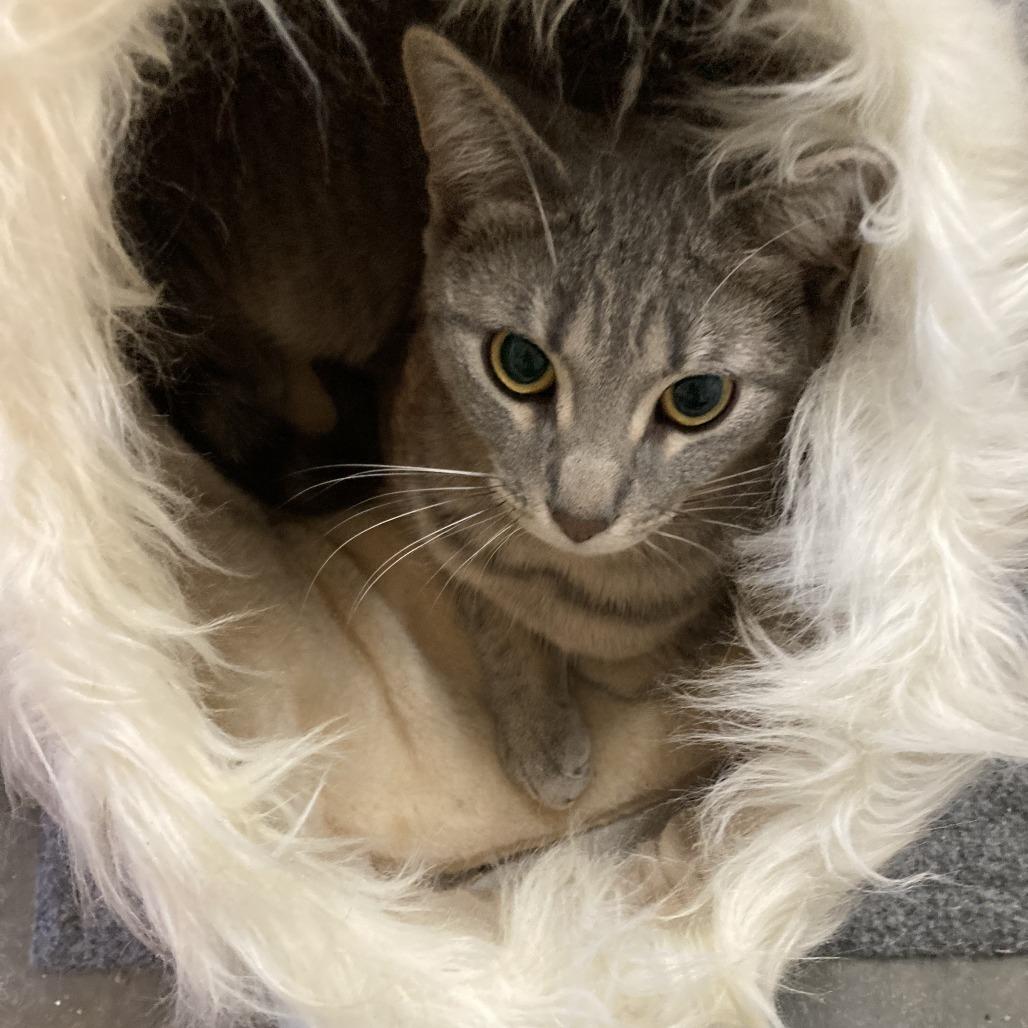 Raspberry, a Adoptable Domestic Short Hair in Grand Rapids, MN image 3/6