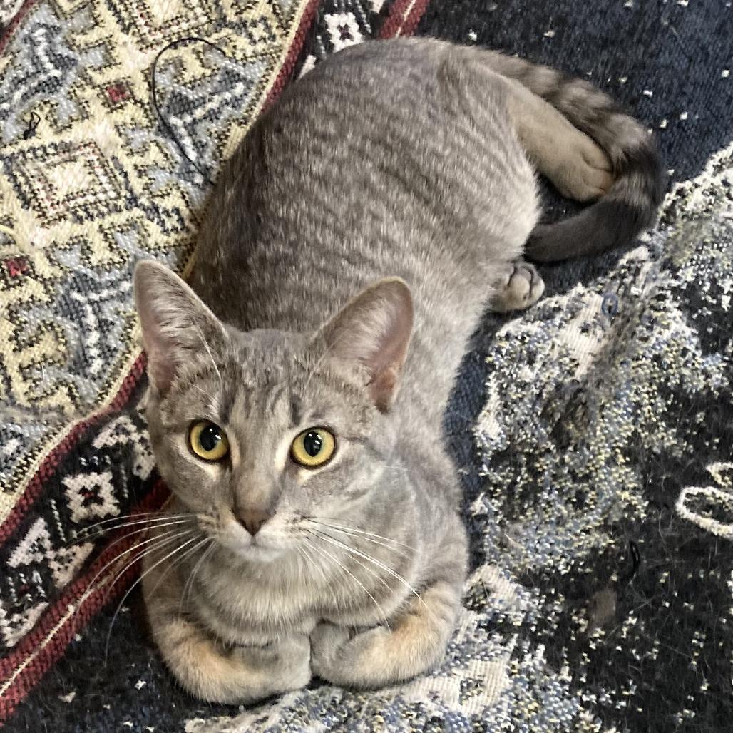 Raspberry, a Adoptable Domestic Short Hair in Grand Rapids, MN image 4/6