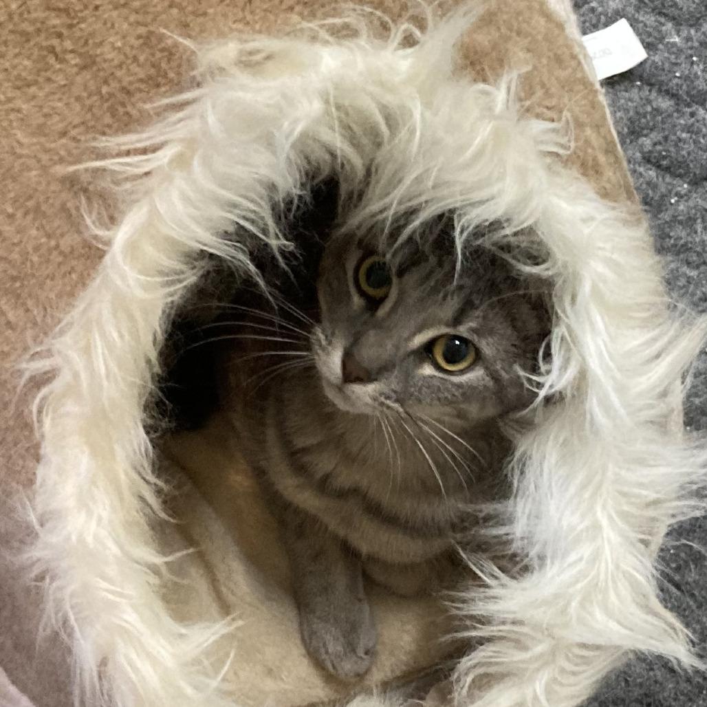 Raspberry, a Adoptable Domestic Short Hair in Grand Rapids, MN image 5/6