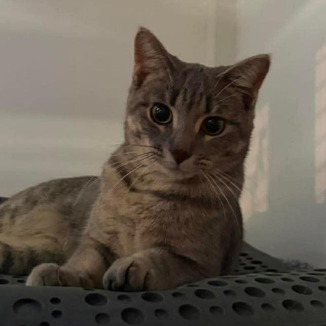 Raspberry, a Adoptable Domestic Short Hair in Grand Rapids, MN image 1/2