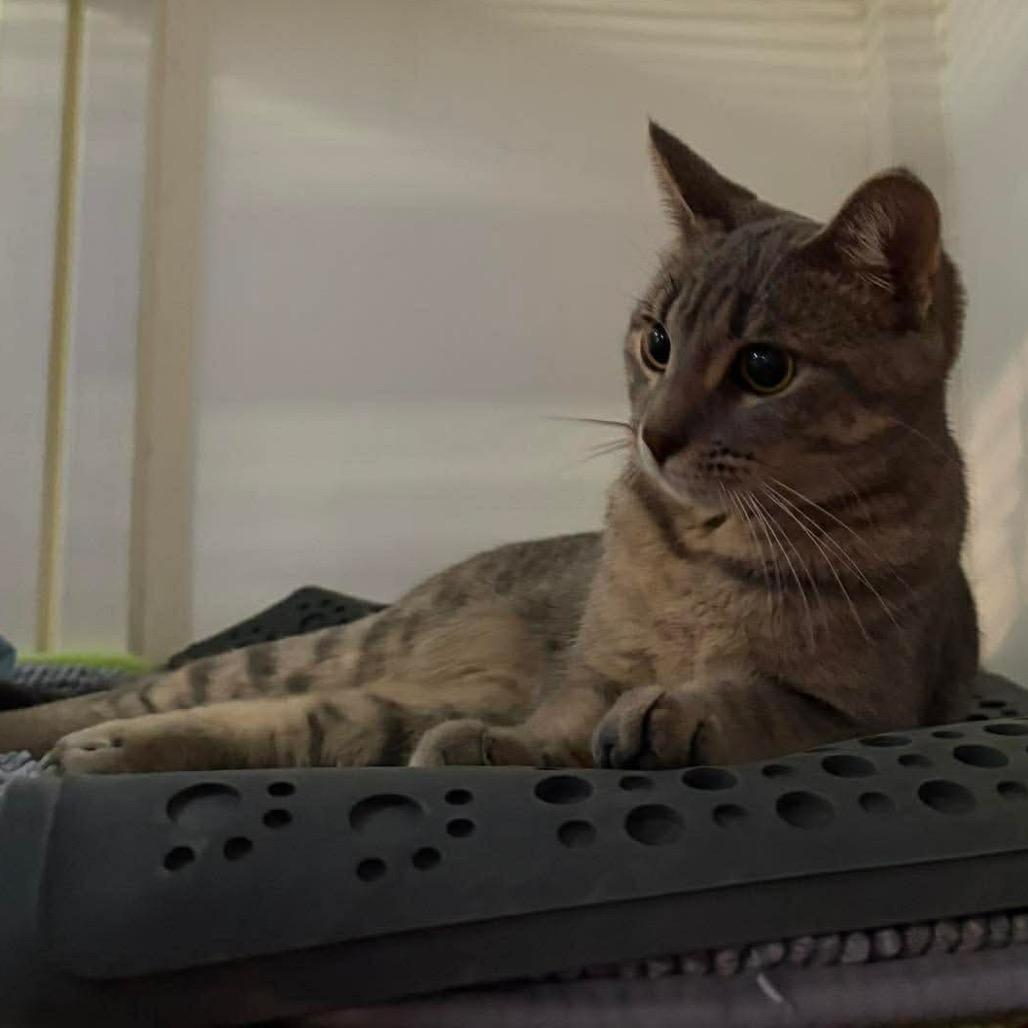 Raspberry, a Adoptable Domestic Short Hair in Grand Rapids, MN image 2/2