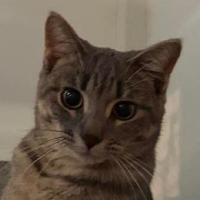 Enlarge Raspberry, a Adoptable Domestic Short Hair in Grand Rapids, MN image 2/6