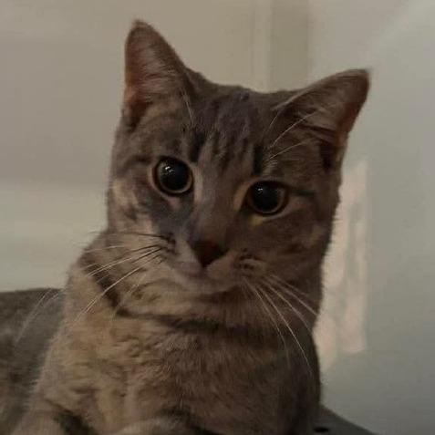 Raspberry, a Adoptable Domestic Short Hair in Grand Rapids, MN image 1/6
