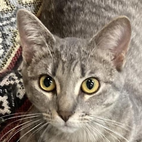 Raspberry, Adoptable, Young Female Domestic Short Hair.