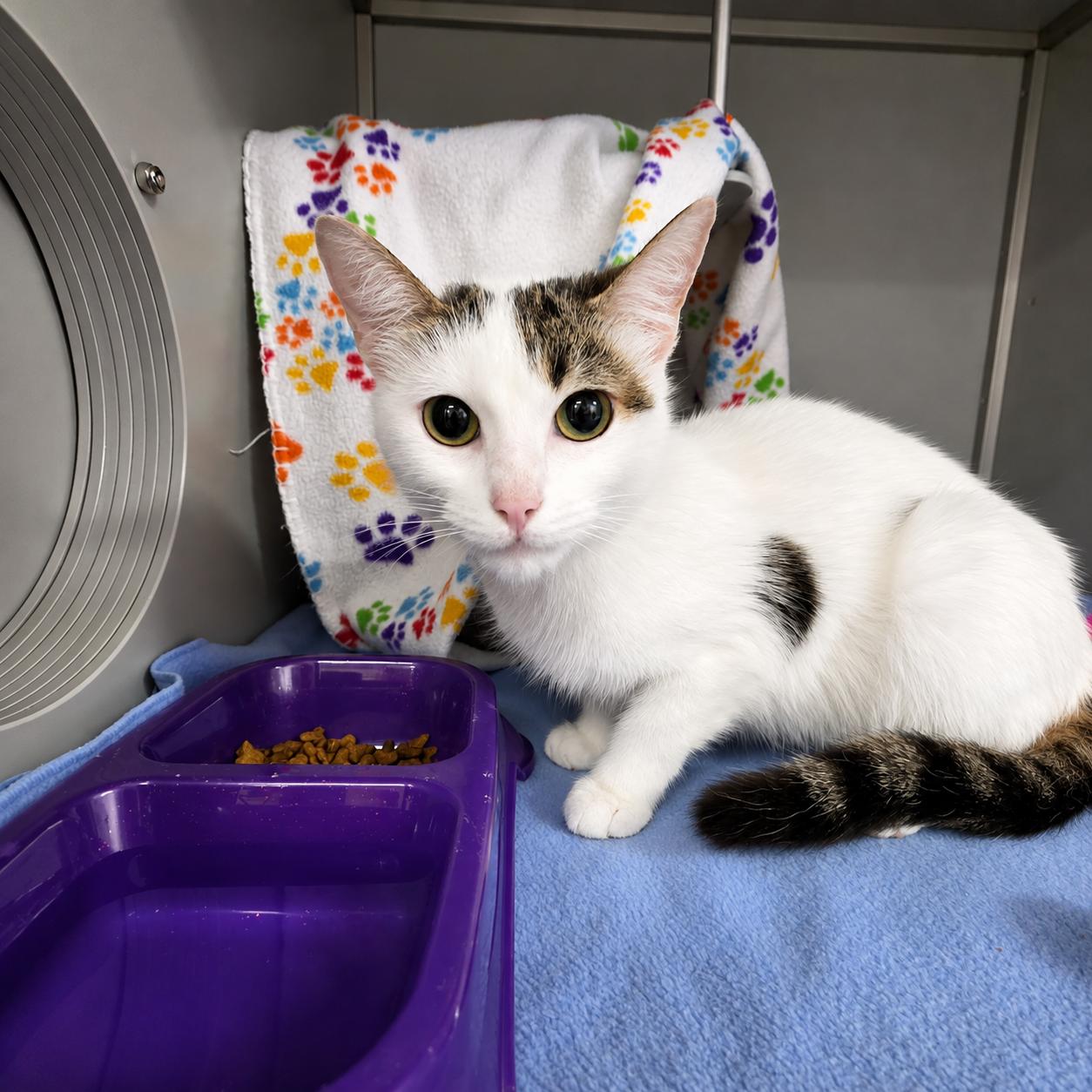 Hoot, adopted, Adult Female Domestic Short Hair.