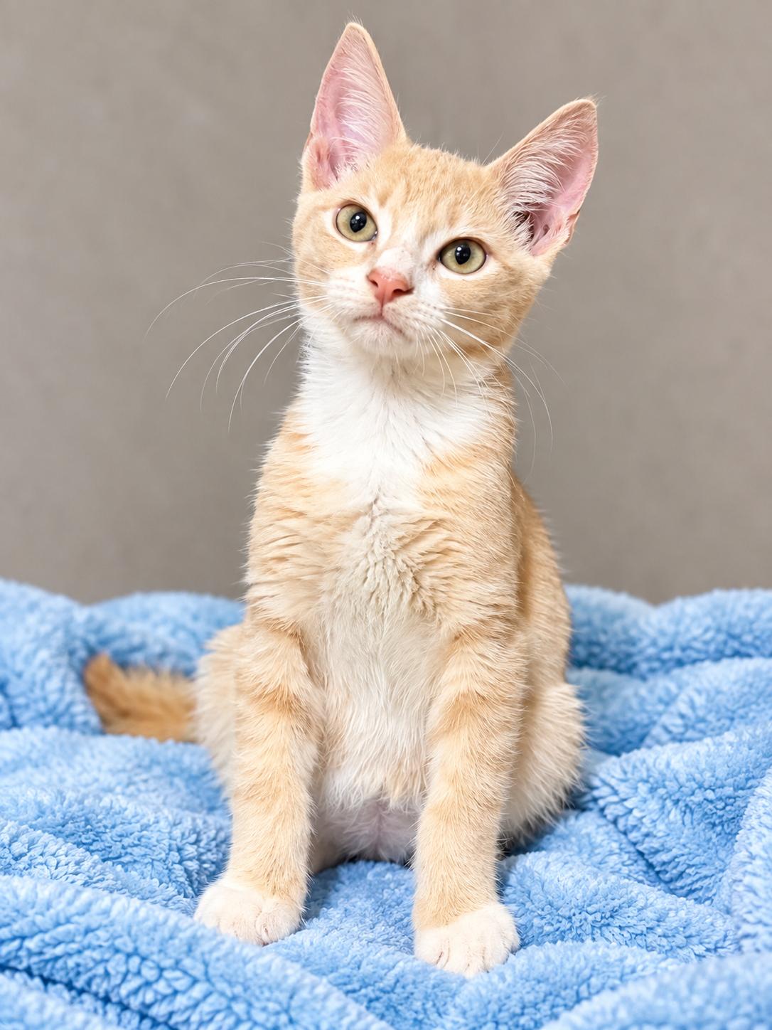 Enlarge Twix, a Adopted Domestic Short Hair in Englewood, FL image 4/4