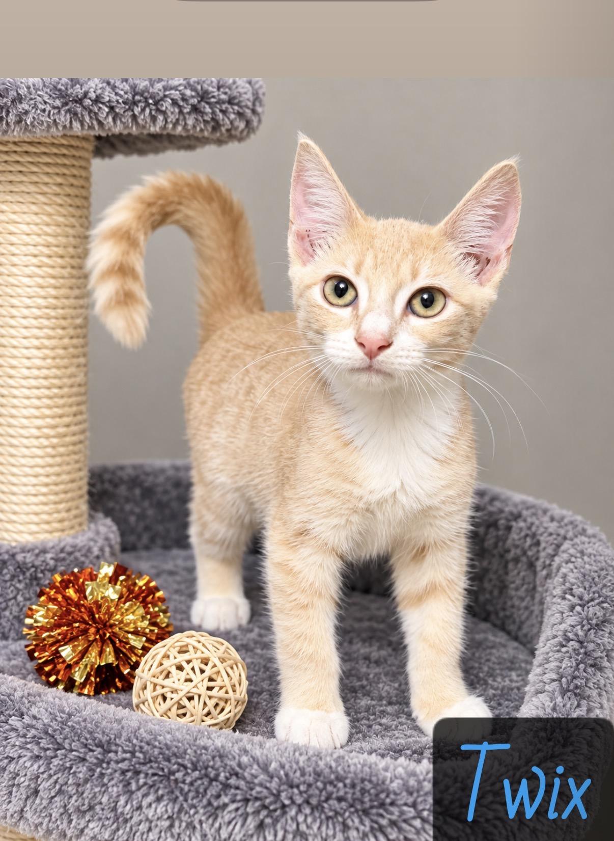 Enlarge Twix, a Adopted Domestic Short Hair in Englewood, FL image 1/4