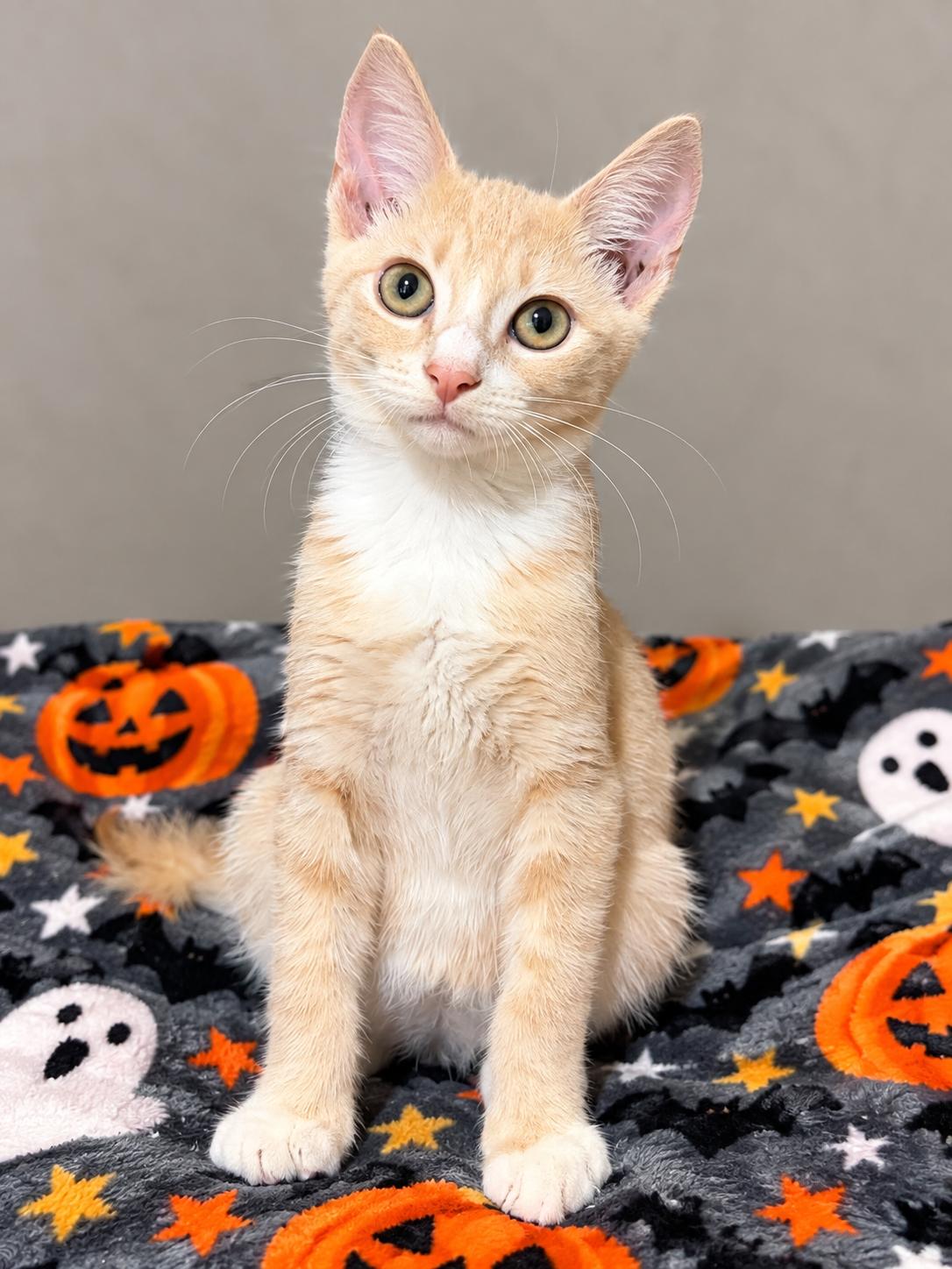 Enlarge Twix, a Adopted Domestic Short Hair in Englewood, FL image 2/4
