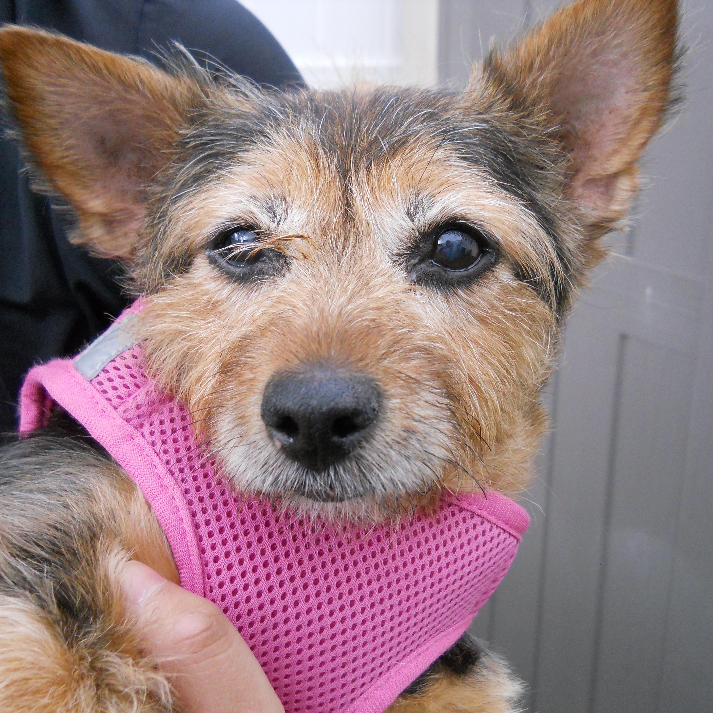 Enlarge Mercedes, a Adoptable mixed breed in Brooklyn, NY image 1/5