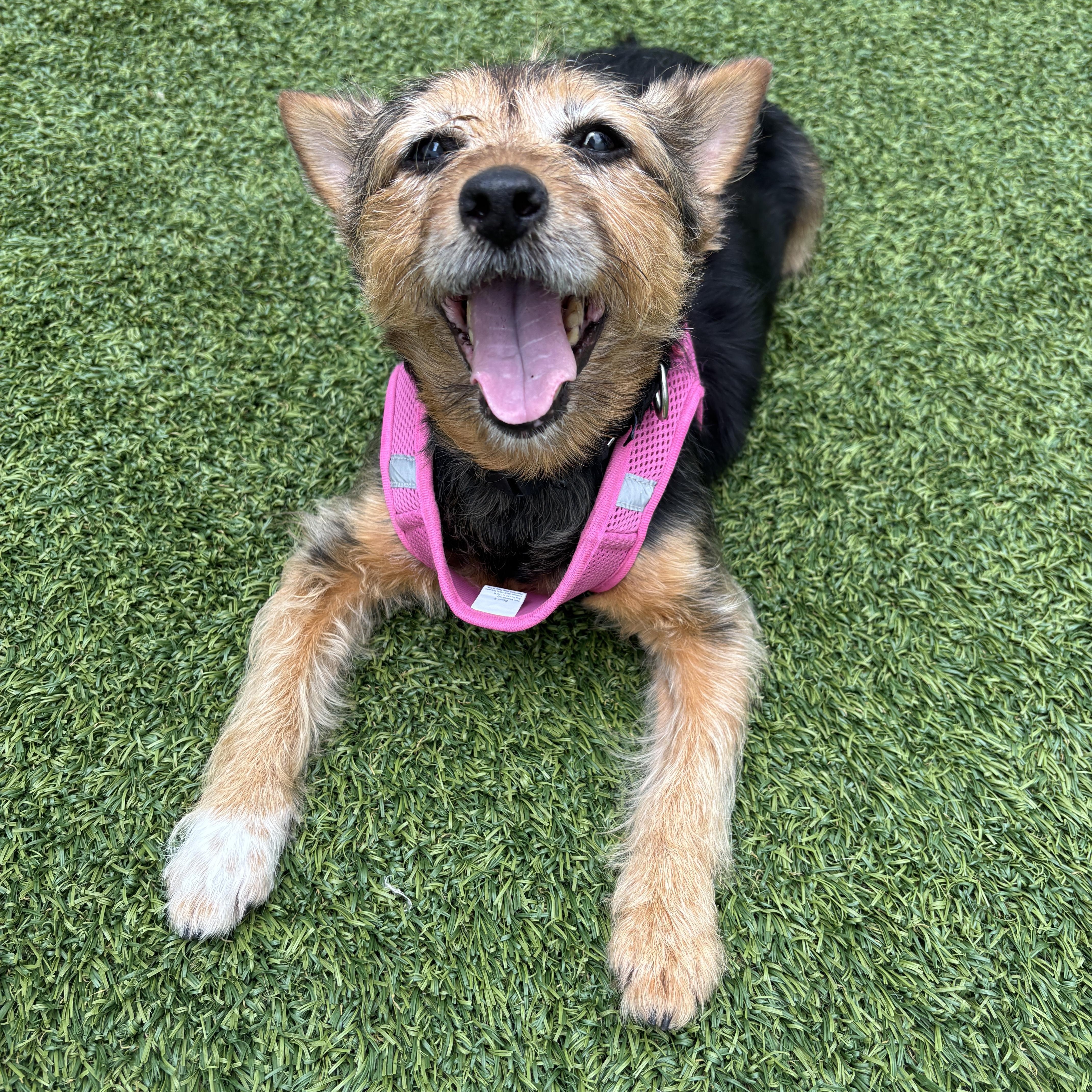 Enlarge Mercedes, a Adoptable mixed breed in Brooklyn, NY image 2/5