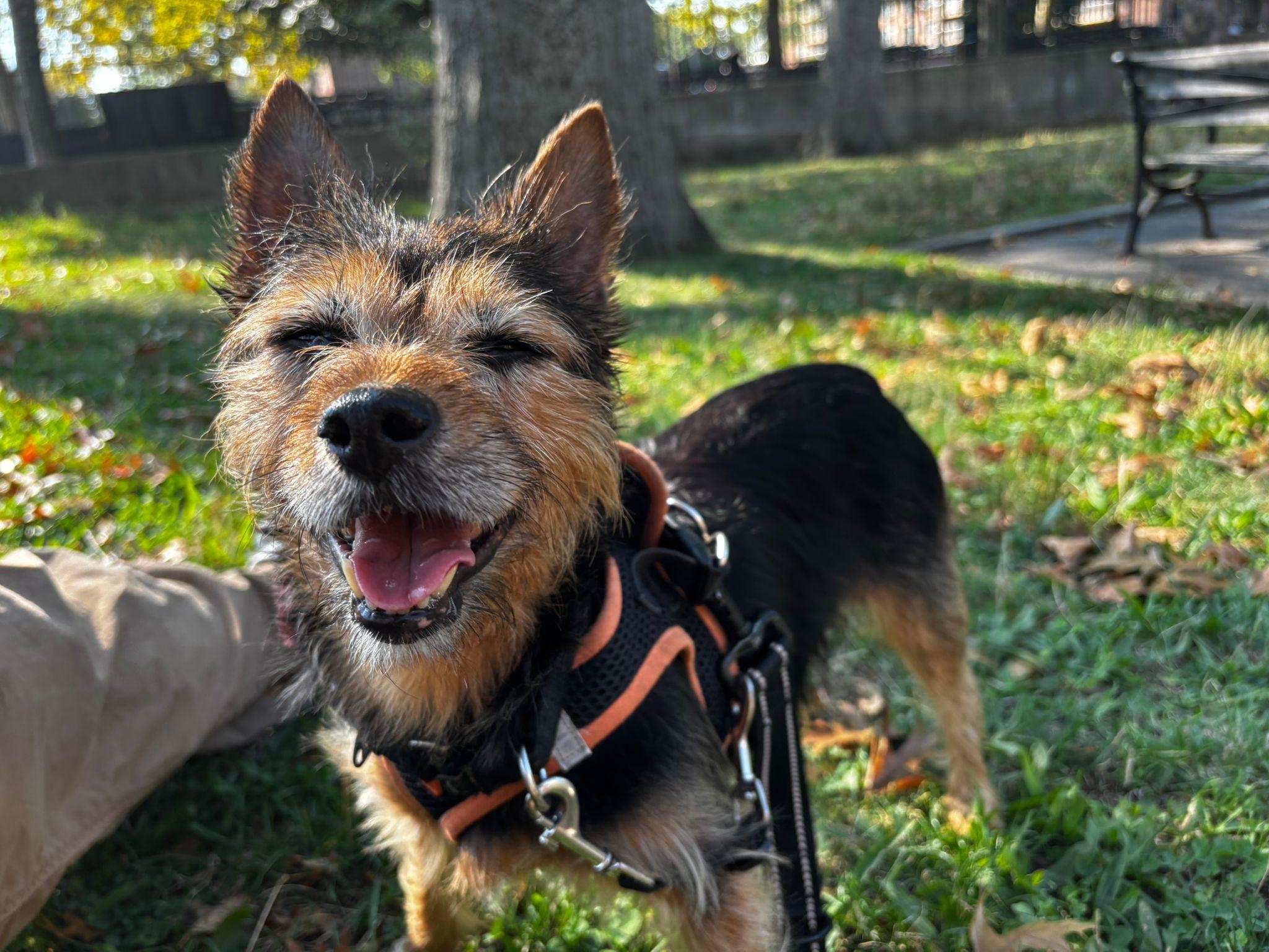 Enlarge Mercedes, a Adoptable mixed breed in Brooklyn, NY image 3/5
