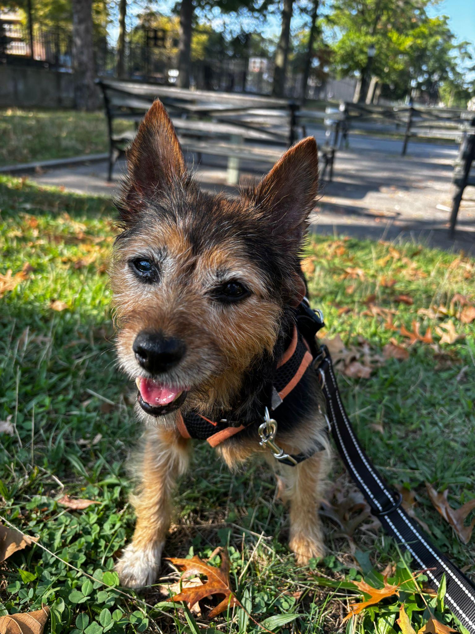 Enlarge Mercedes, a Adoptable mixed breed in Brooklyn, NY image 4/5