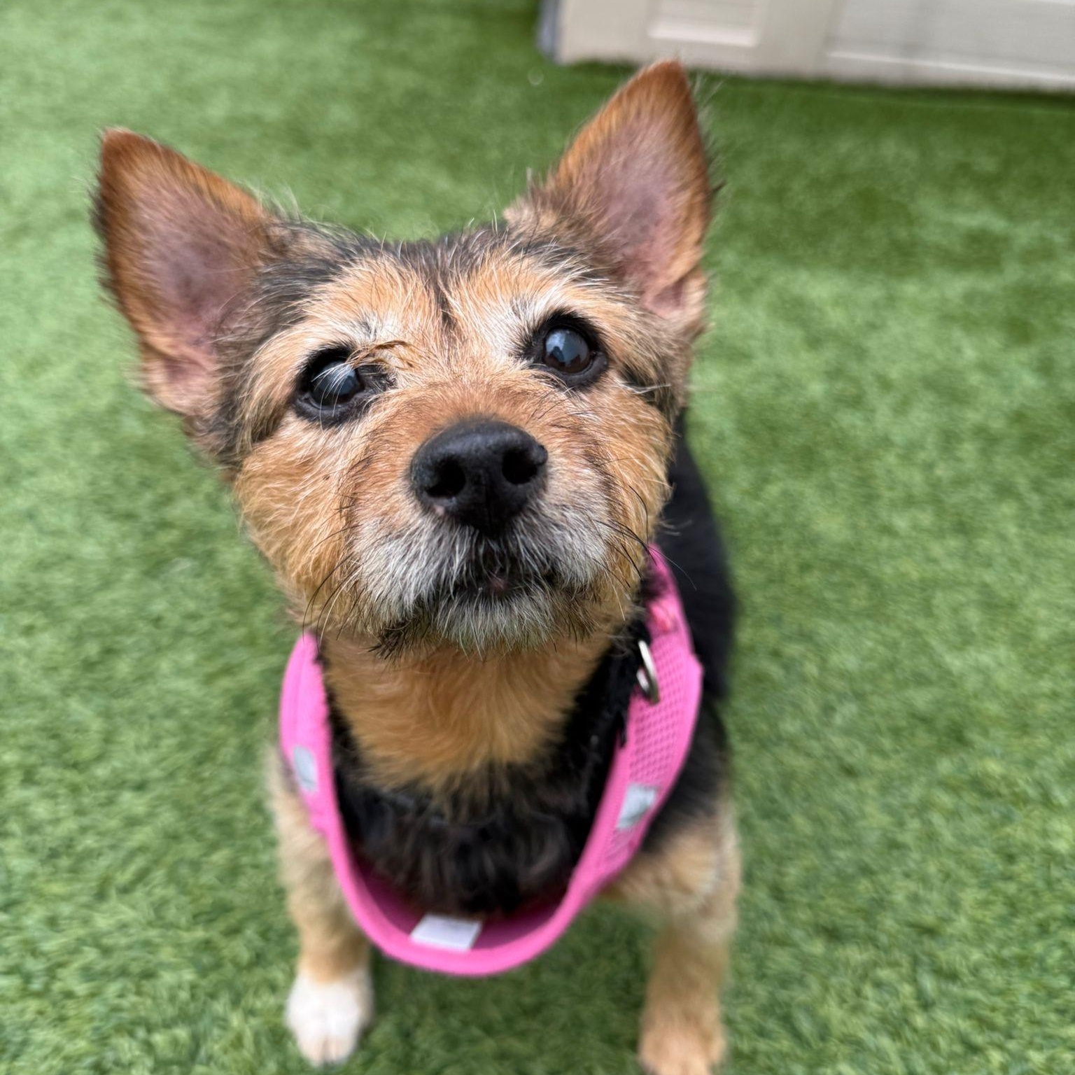 Enlarge Mercedes, a Adoptable mixed breed in Brooklyn, NY image 5/5