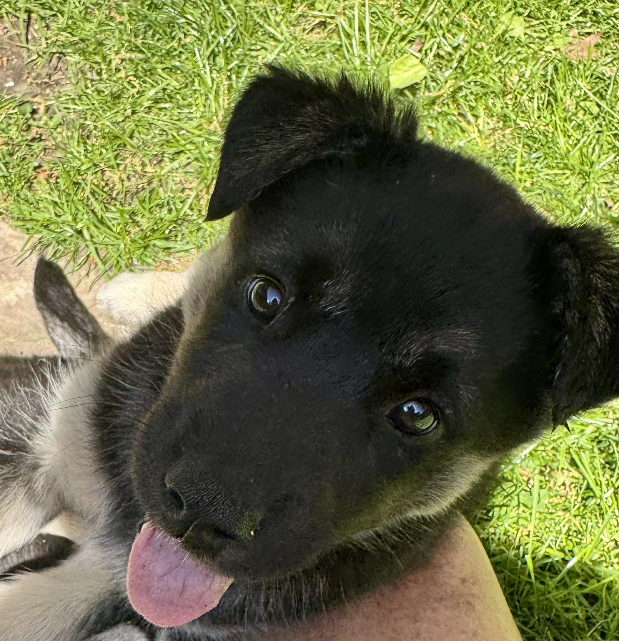 Enlarge Nova, a ADOPTABLE mixed breed in Toronto, ON image 5/6